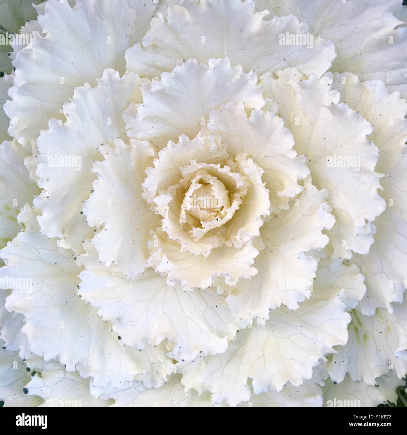 Cavolo bianco impianto in giardino - Immagine stock catturata con smartphone