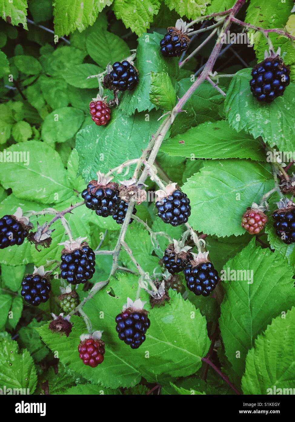 Mature estate more sul vitigno spinoso - Immagine stock catturata con smartphone
