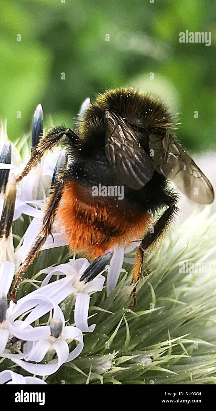 Bombi - Immagine stock catturata con smartphone