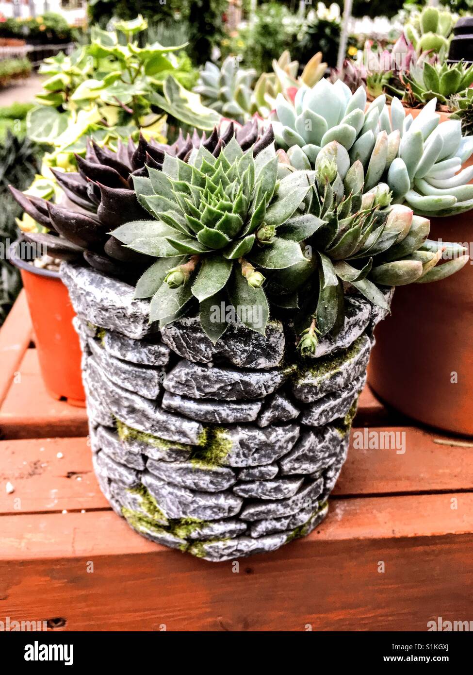 Vaso di fiori con piante in vivaio Fiori Foto Stock