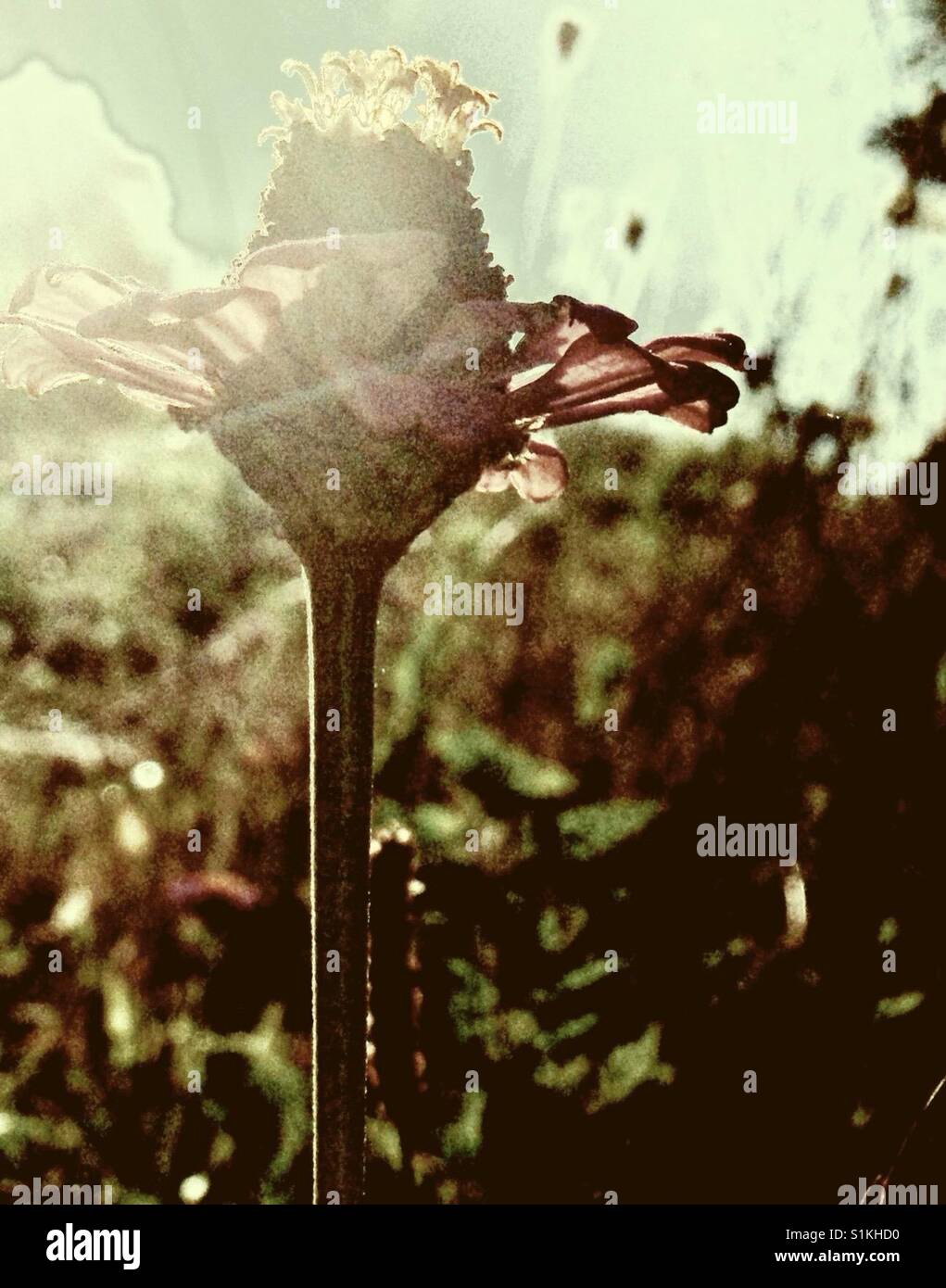 Etereo foto di fiori selvaggi- Carolina del Nord - Immagine stock catturata con smartphone
