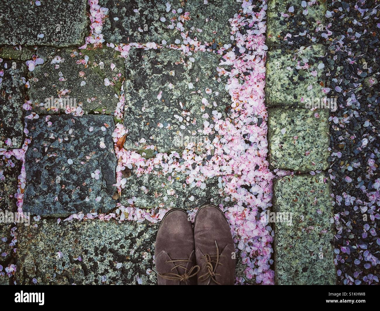 In piedi sul rosa sakura petali a Kyoto, Giappone Foto Stock