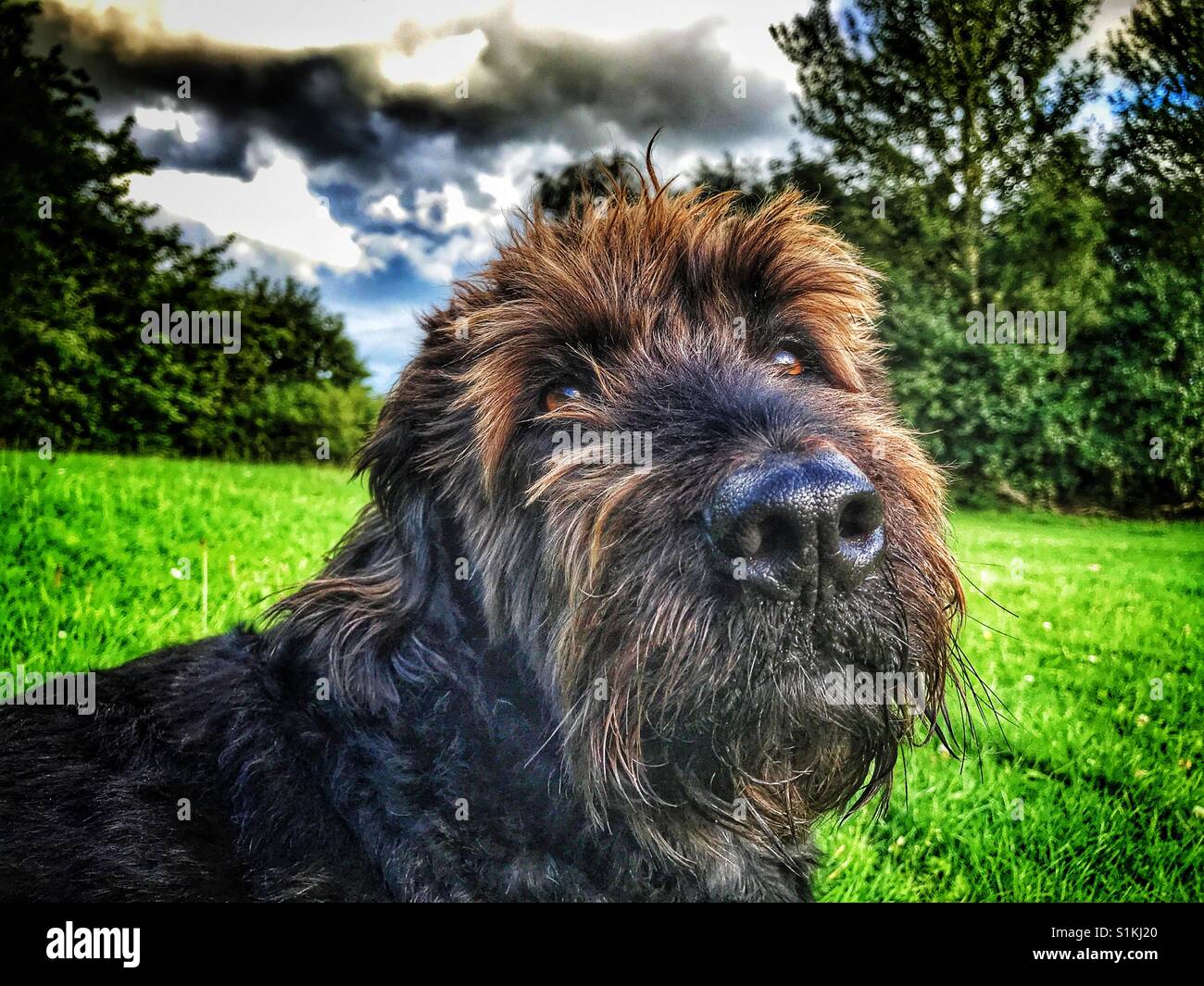 Nero cane Labradoodle siede nel paese guardando la telecamera - Immagine stock catturata con smartphone