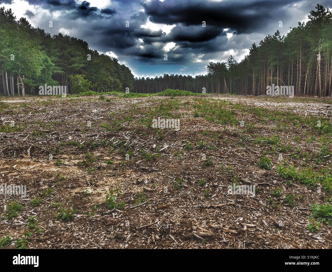 Foresta Rendelsham Suffolk in Inghilterra Foto Stock