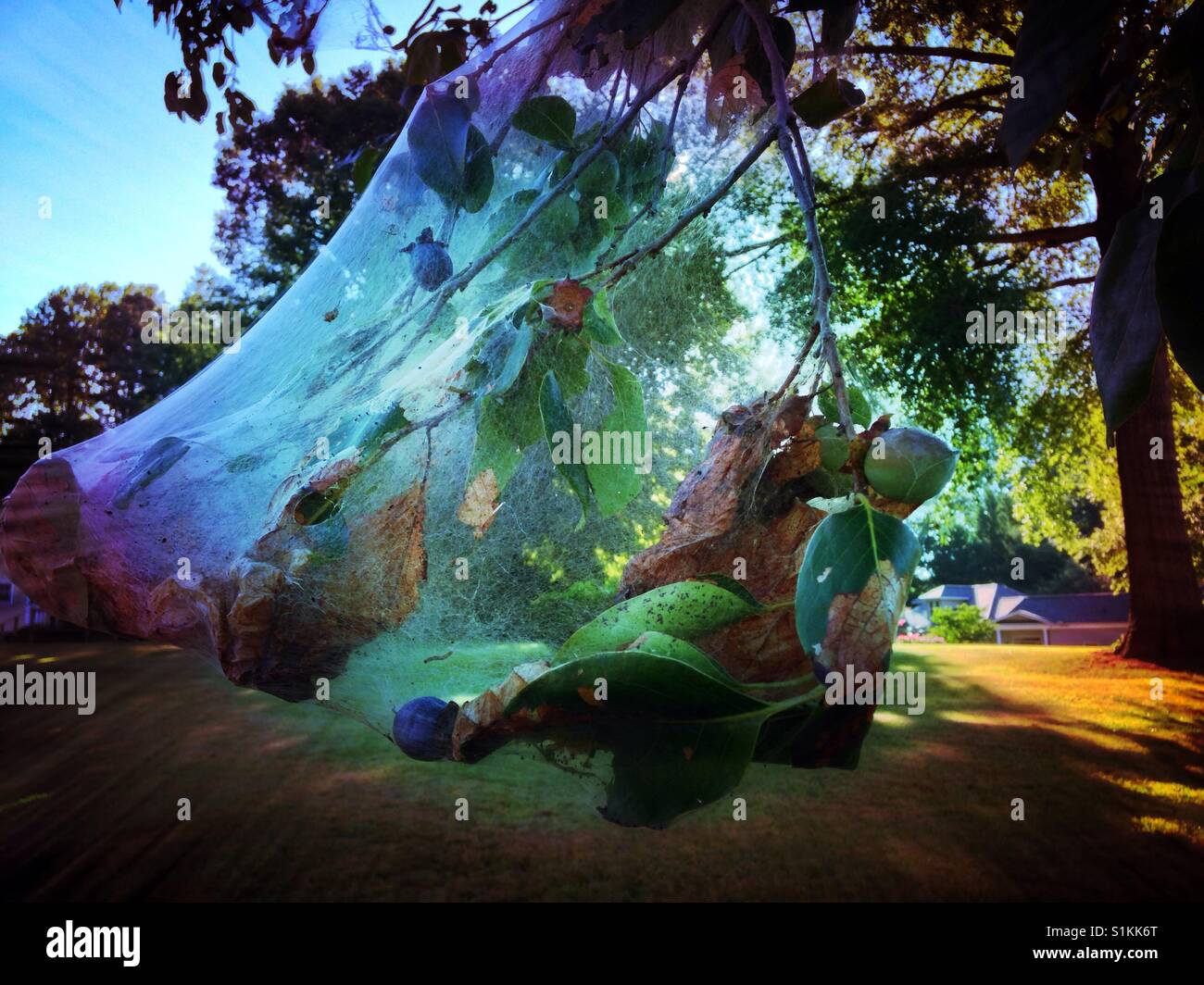 Ethereal tenda bruchi- Carolina del Nord Foto Stock