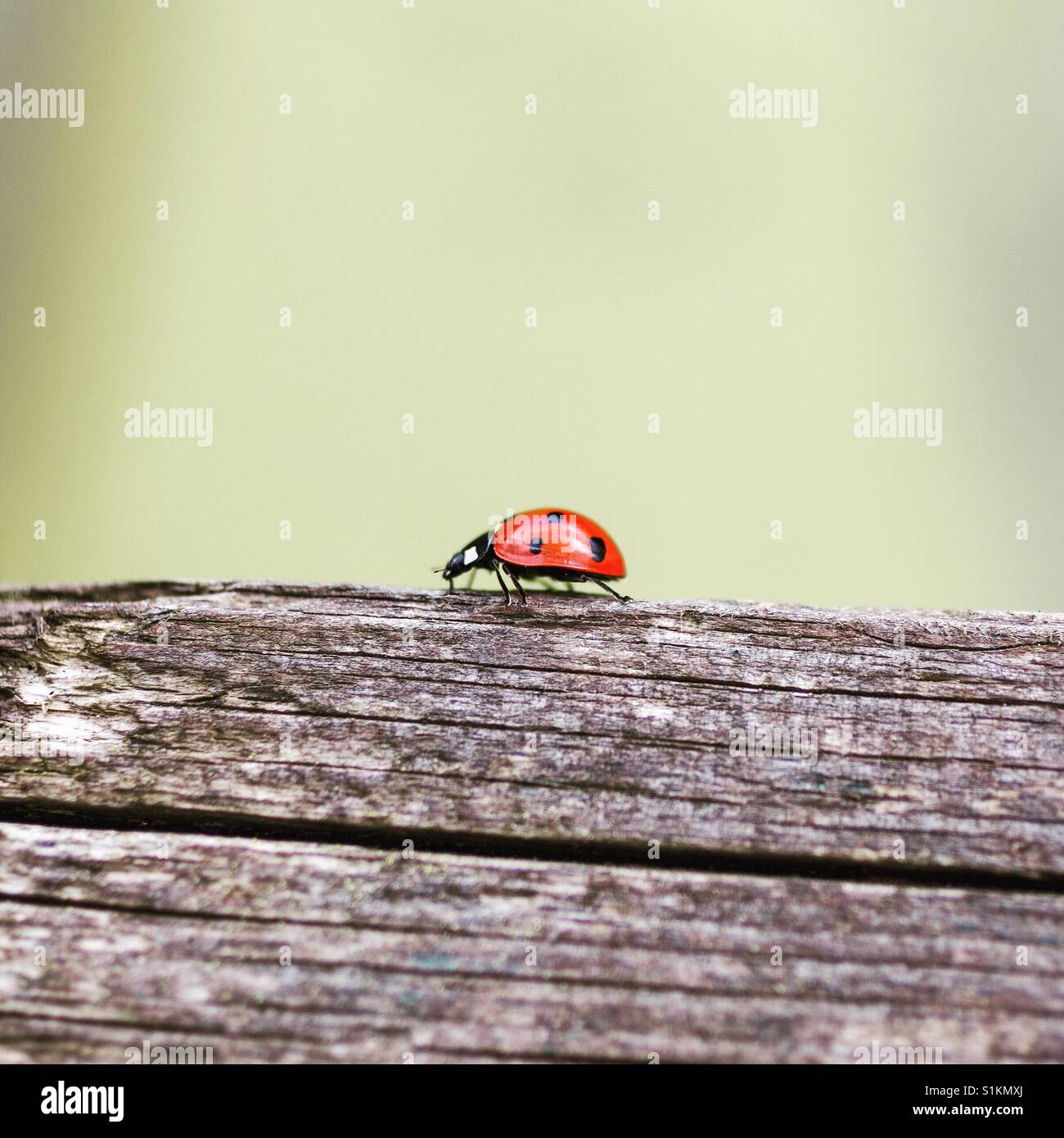 Ladybug close-up.coccinella - Immagine stock catturata con smartphone