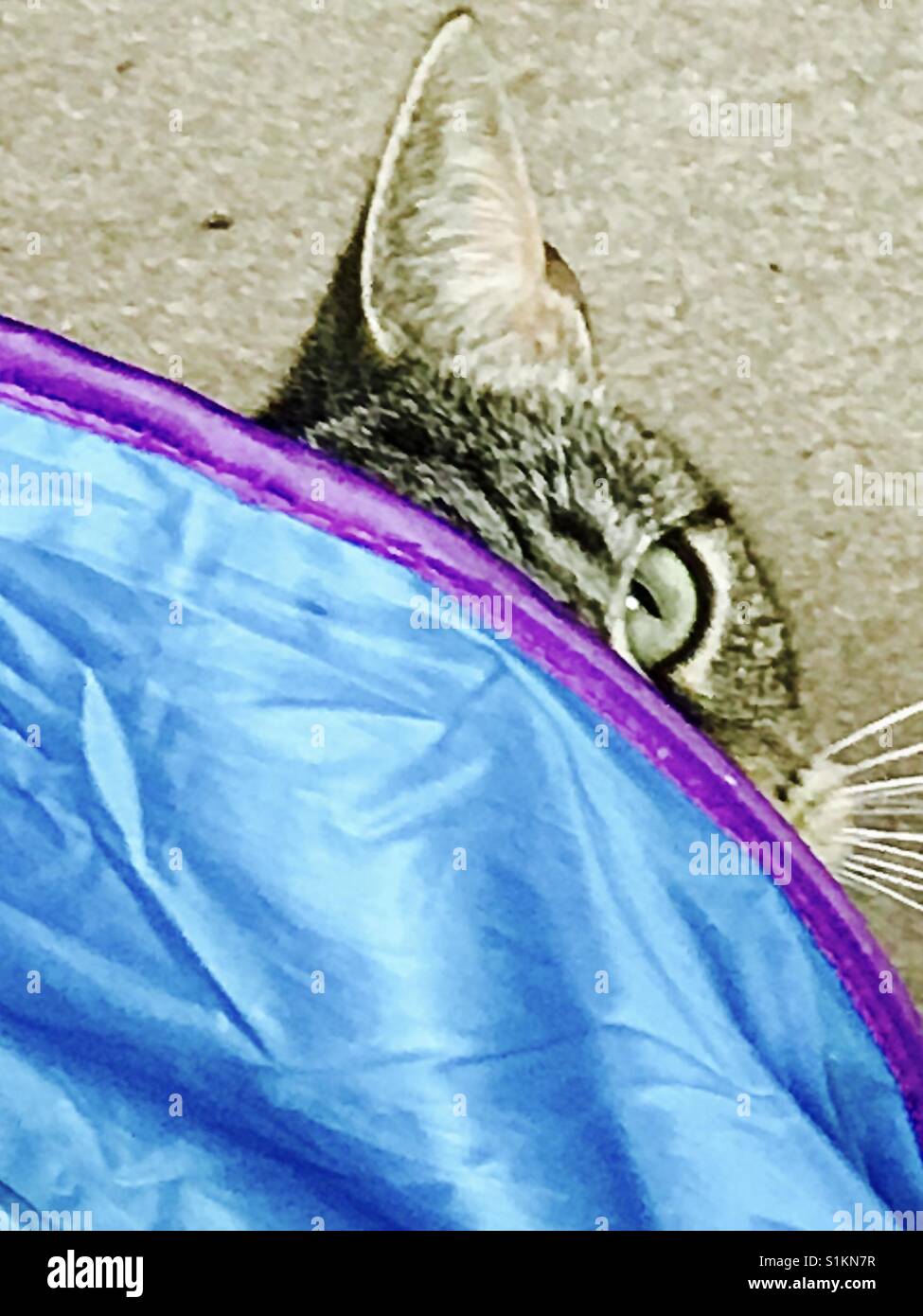 Cat tabby fa capolino da un blu e viola gioco zigrinato tunnel. - Immagine stock catturata con smartphone