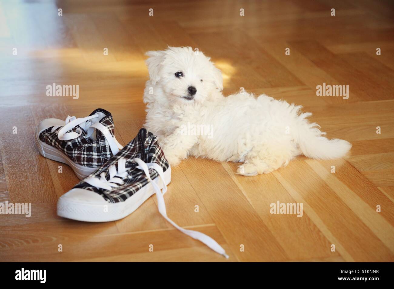 Cane con le scarpe immagini e fotografie stock ad alta risoluzione - Alamy