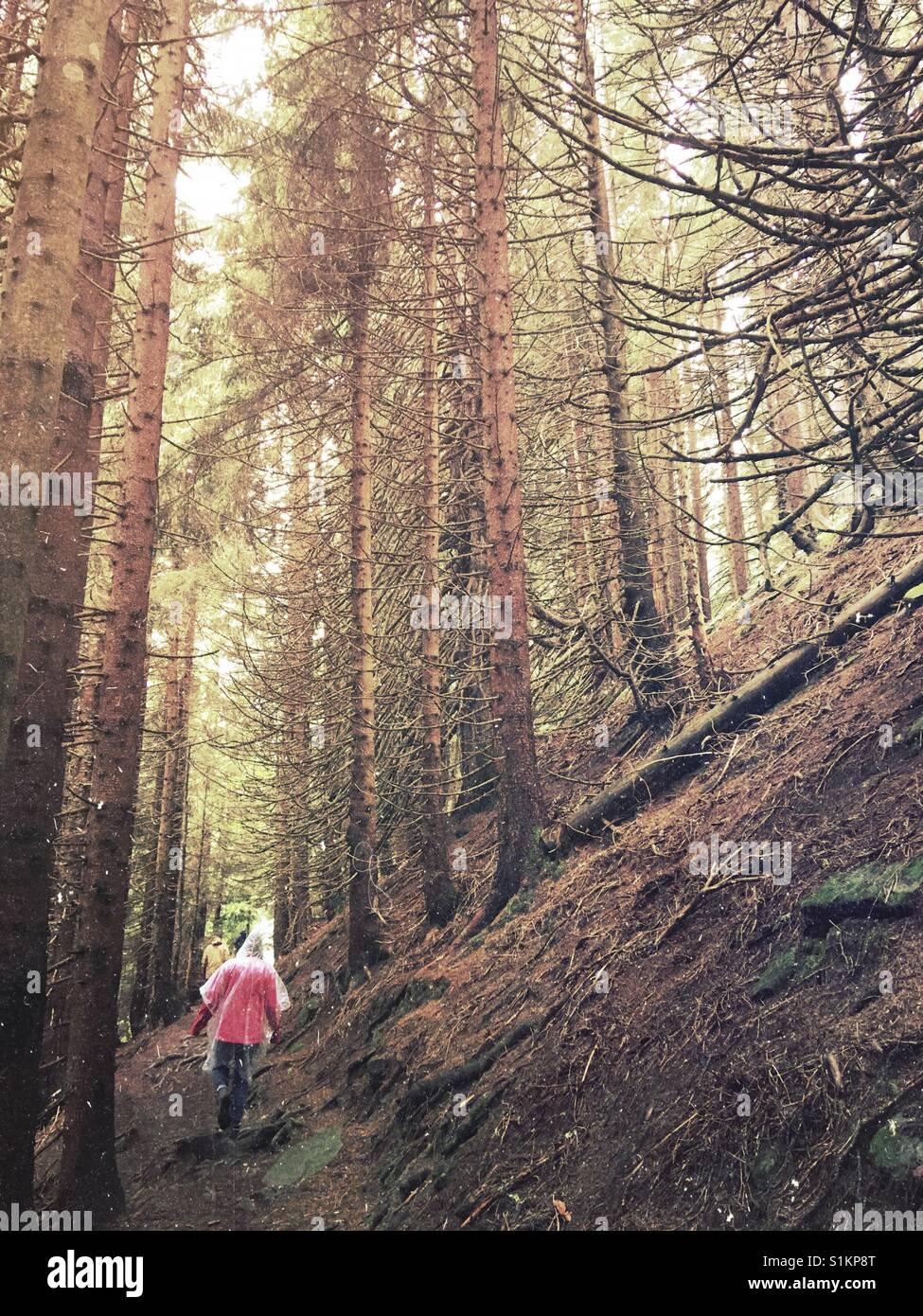 La gente a piedi attraverso una strana foresta nelle Alpi tedesche Foto Stock