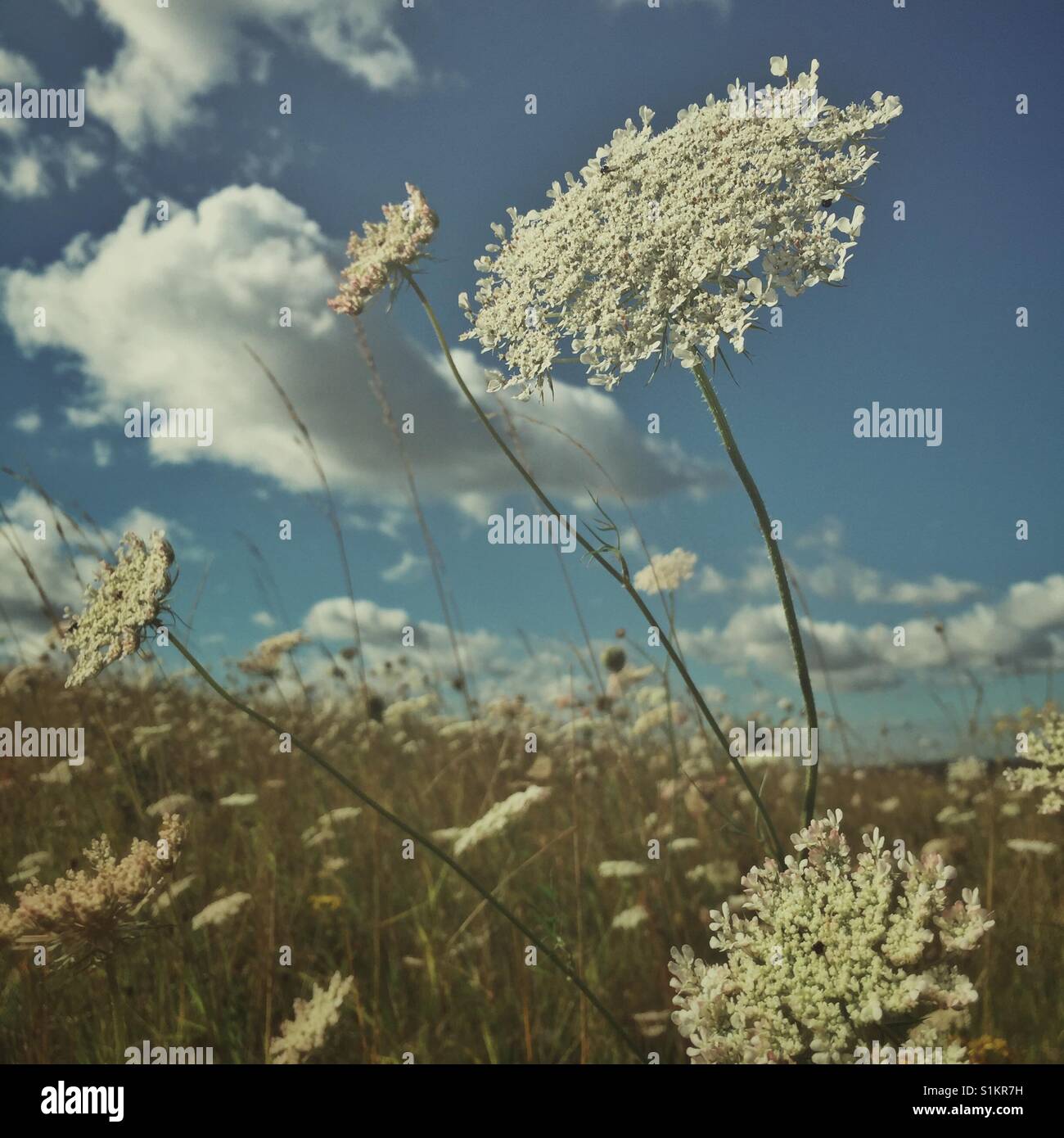 Regina Ann's pizzo di fiori selvaggi nel Regno Unito - Immagine stock catturata con smartphone