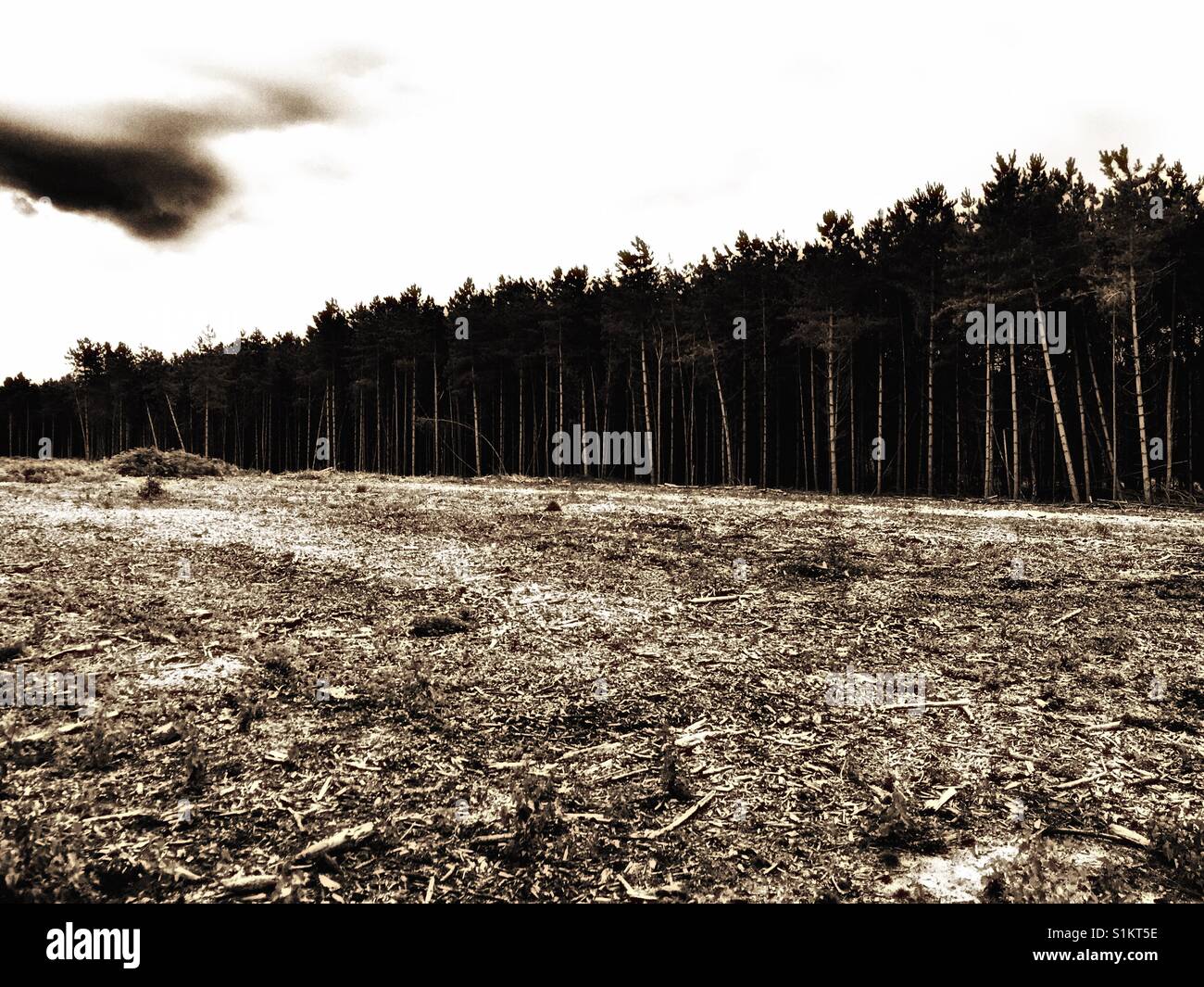 Foresta Rendelsham, Suffolk. Verso la fine di dicembre 1980, vi sono stati una serie di riferito avvistamenti di luci inatteso nella foresta che più tardi divenne legato con rivendicazioni di UFO sbarchi. Foto Stock