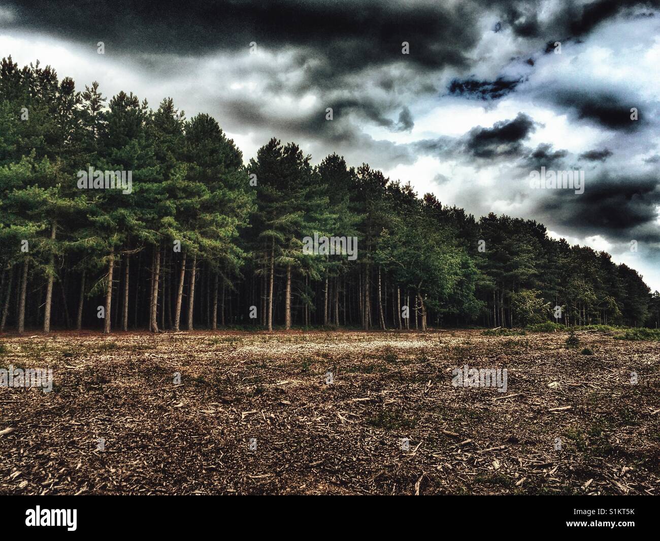 Foresta Rendelsham, Suffolk, Inghilterra. Verso la fine di dicembre 1980, vi sono stati una serie di riferito avvistamenti di inspiegabili luci nella foresta che fu legato con rivendicazioni di UFO sbarchi. Foto Stock