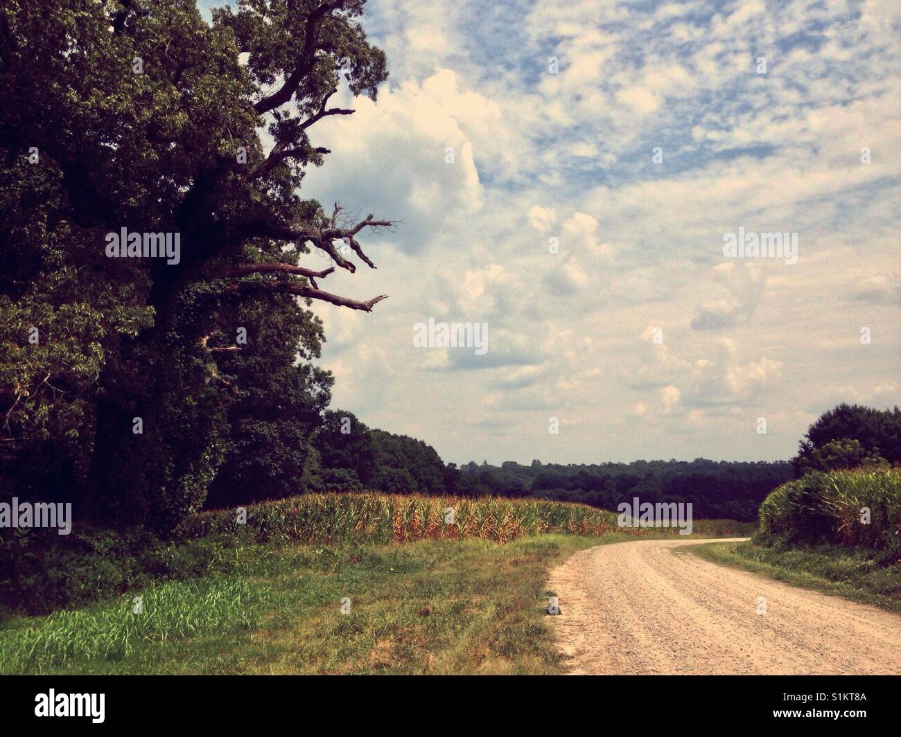 Wide open sky su cornfield, strada di ghiaia e linea di albero in Carolina del Nord - Immagine stock catturata con smartphone