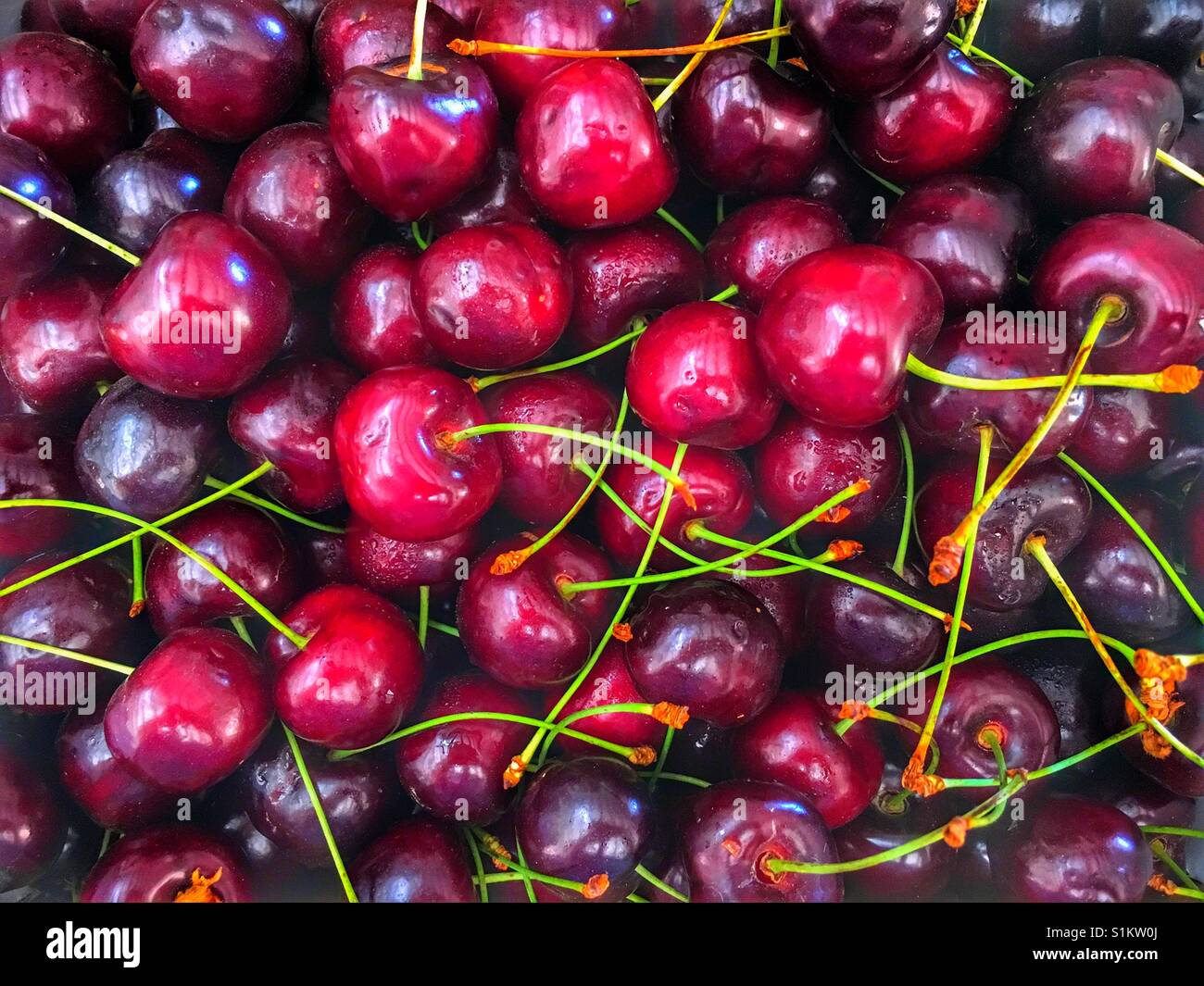 Appena raccolti, homegrown, ciliegie organico Foto Stock