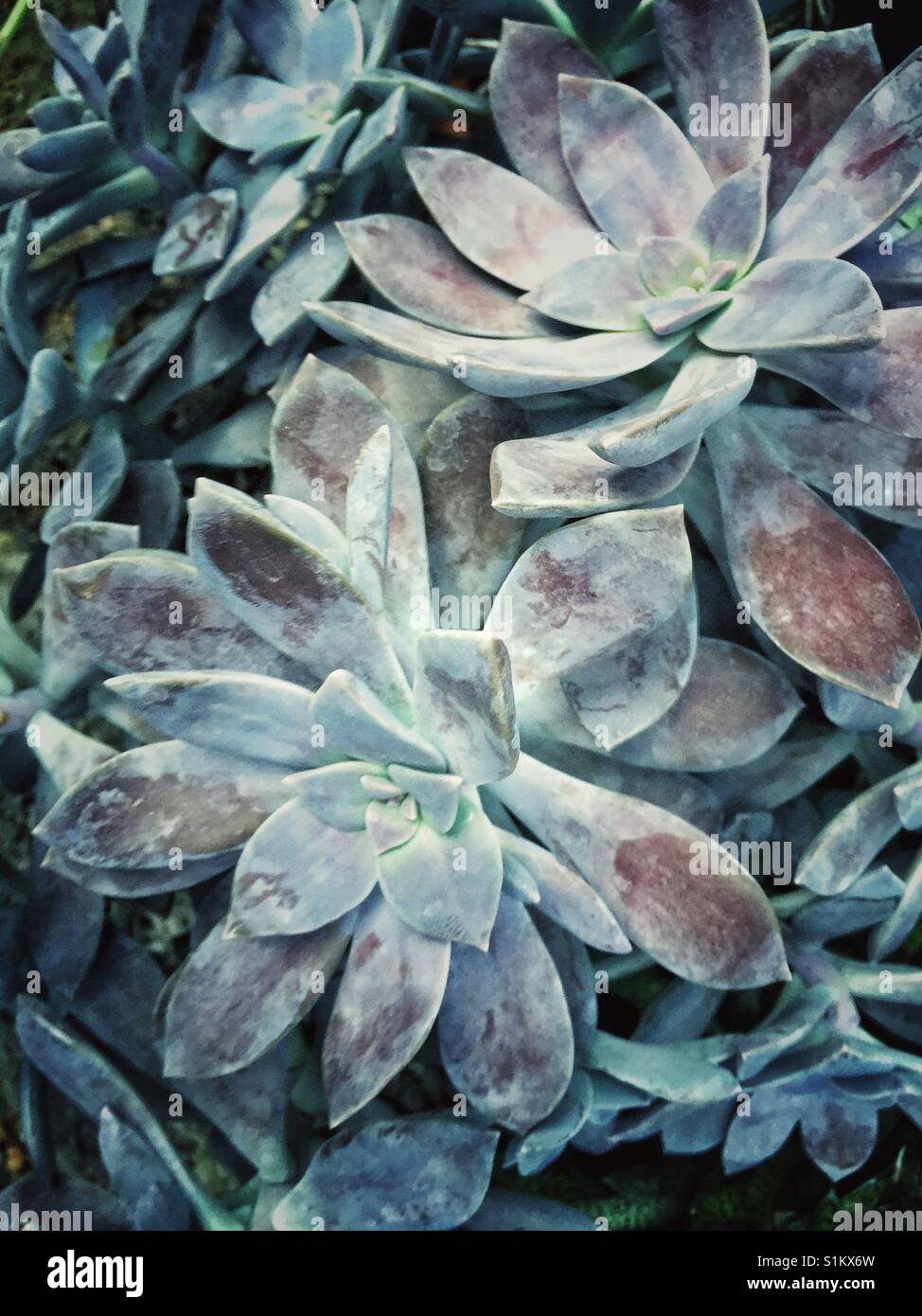 Succulente sani Foto Stock