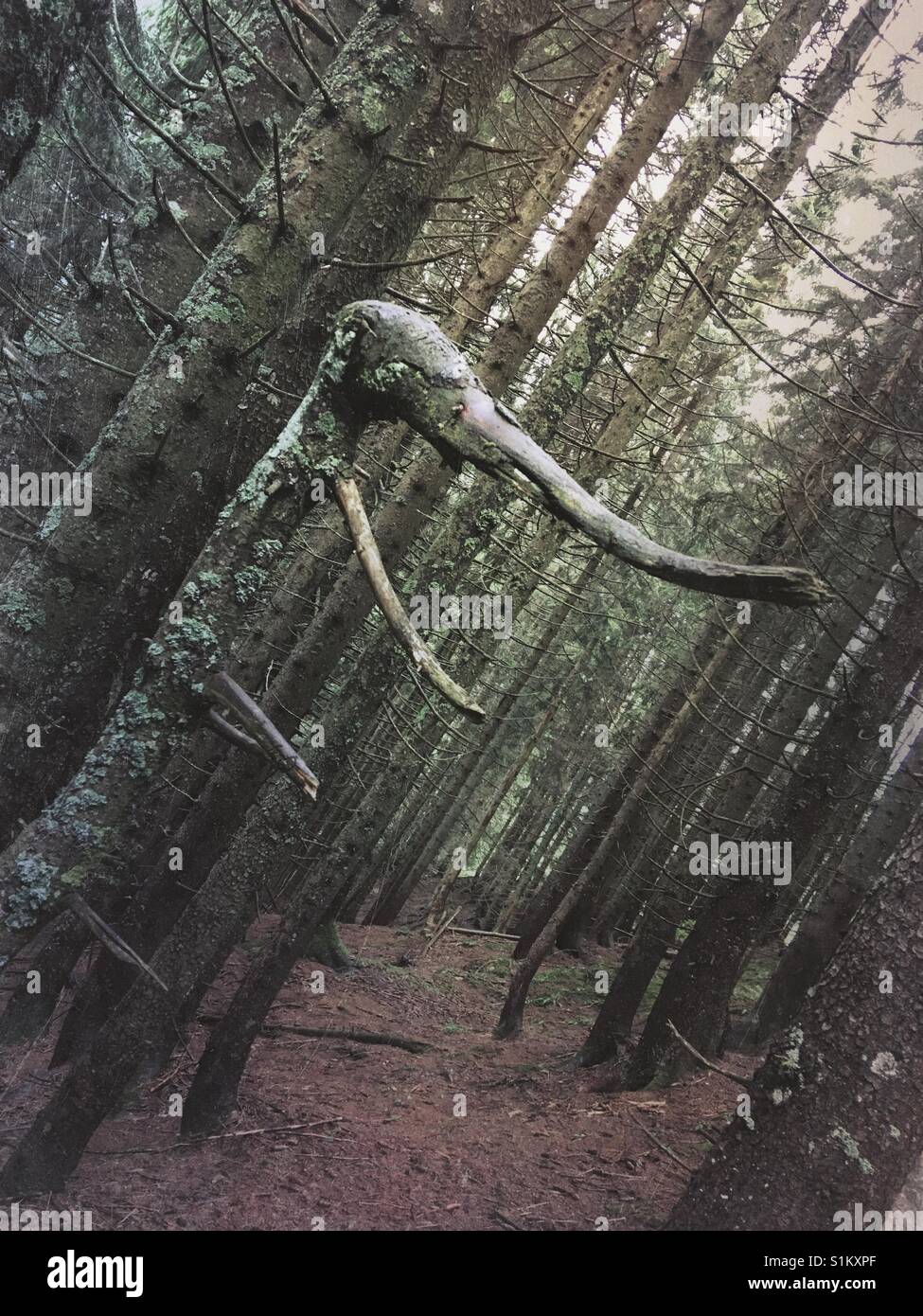 Strano albero Foto Stock
