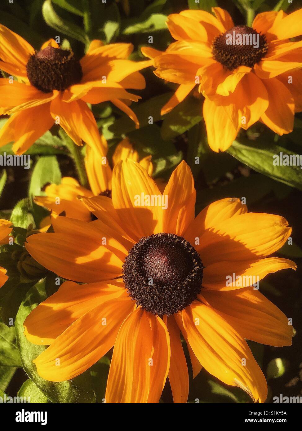 Rudbeckia. Giallo estate fiore Foto Stock