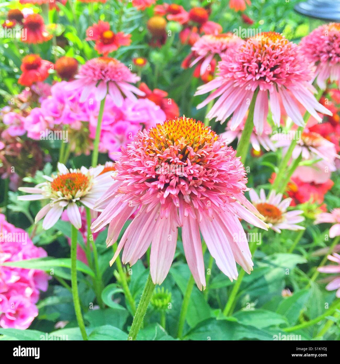 Echinacea hybrid nel giardino di casa. - Immagine stock catturata con smartphone