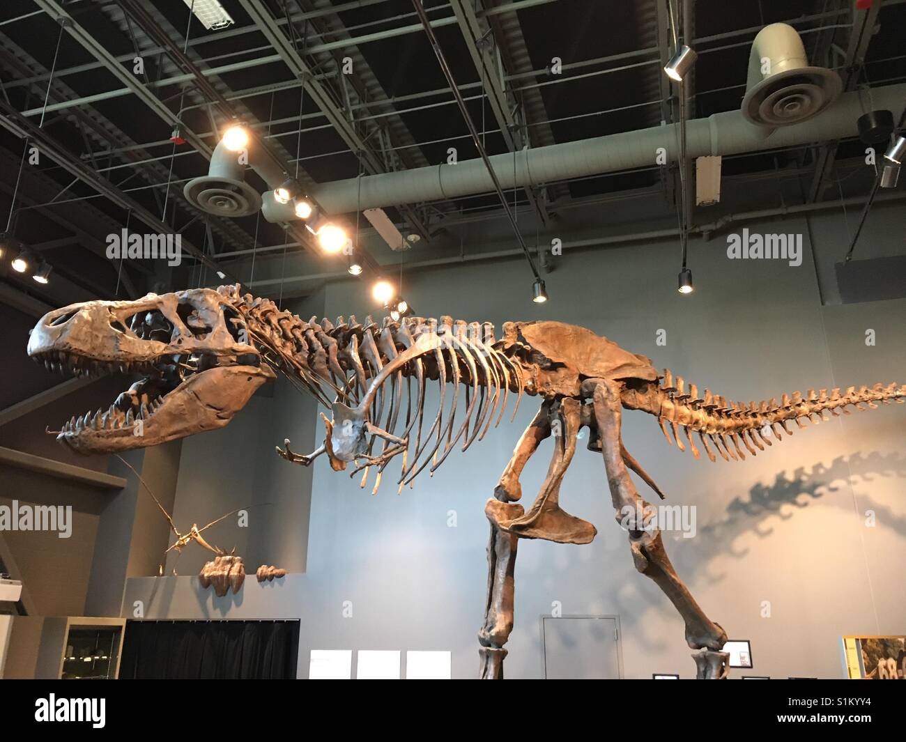 Tirannosauro Rex display fossile Foto stock - Alamy