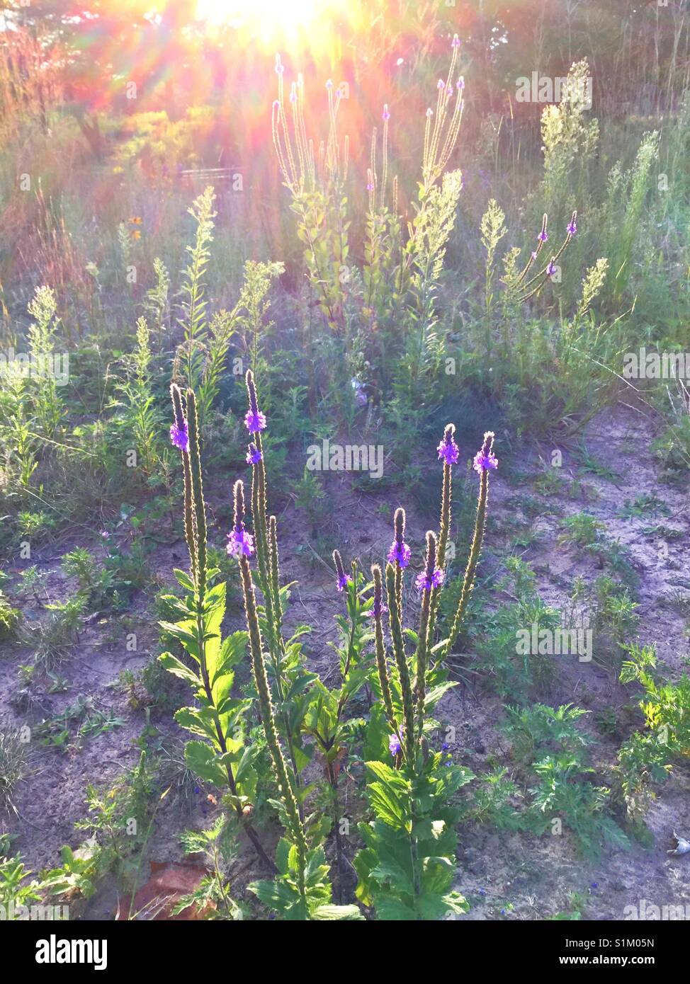 I raggi di luce del sole che filtra attraverso gli alberi. - Immagine stock catturata con smartphone
