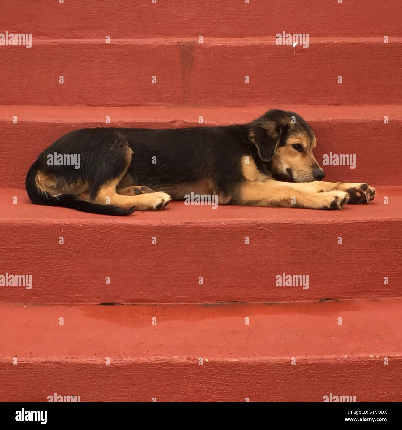 Scale per cani immagini e fotografie stock ad alta risoluzione - Alamy