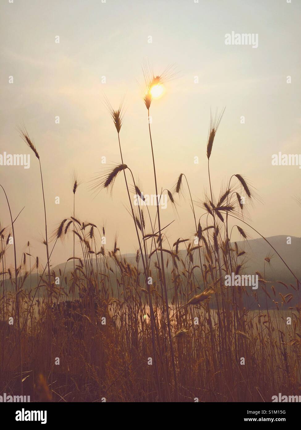 Agosto pomeriggio di sole nella Okanagan. Gli incendi boschivi hanno reso il cielo grigio e il fumo fornisce un filtro per il sun. - Immagine stock catturata con smartphone