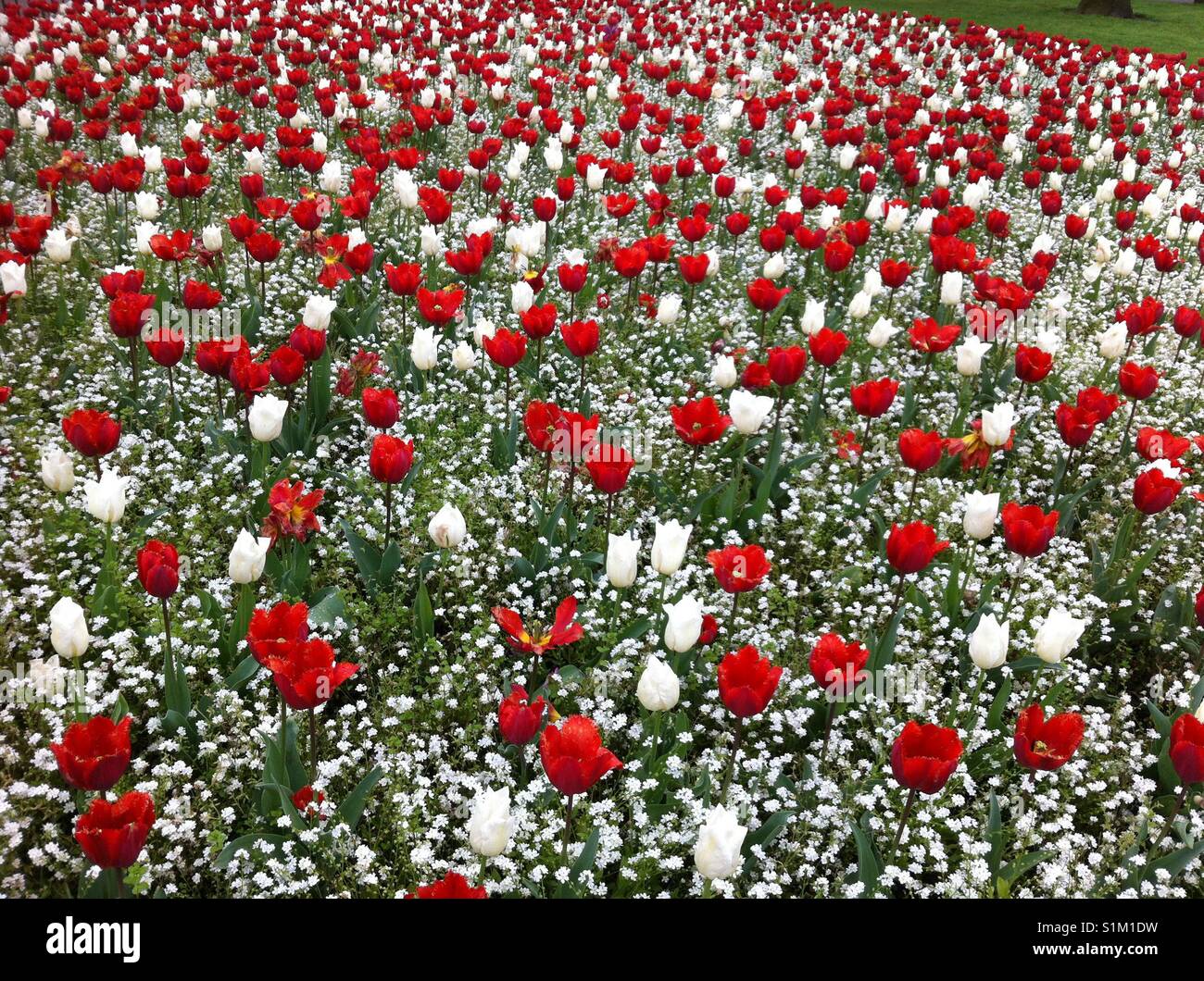 Galles - Il bianco e il rosso tulipani in aiuole di fiori - Immagine stock catturata con smartphone