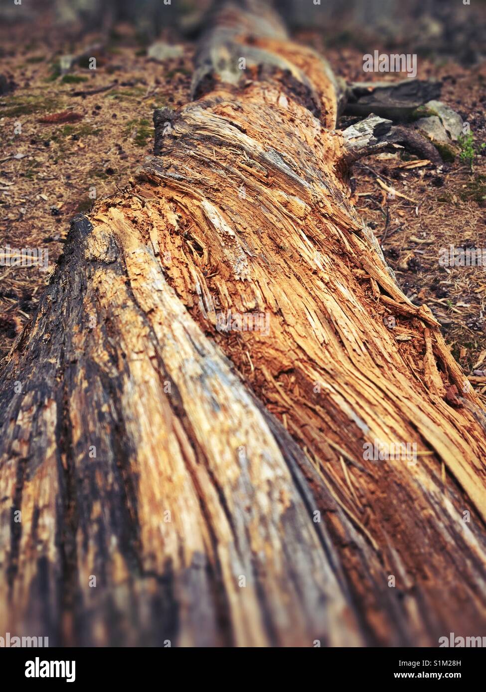 Morto, secco, caduto albero Foto Stock