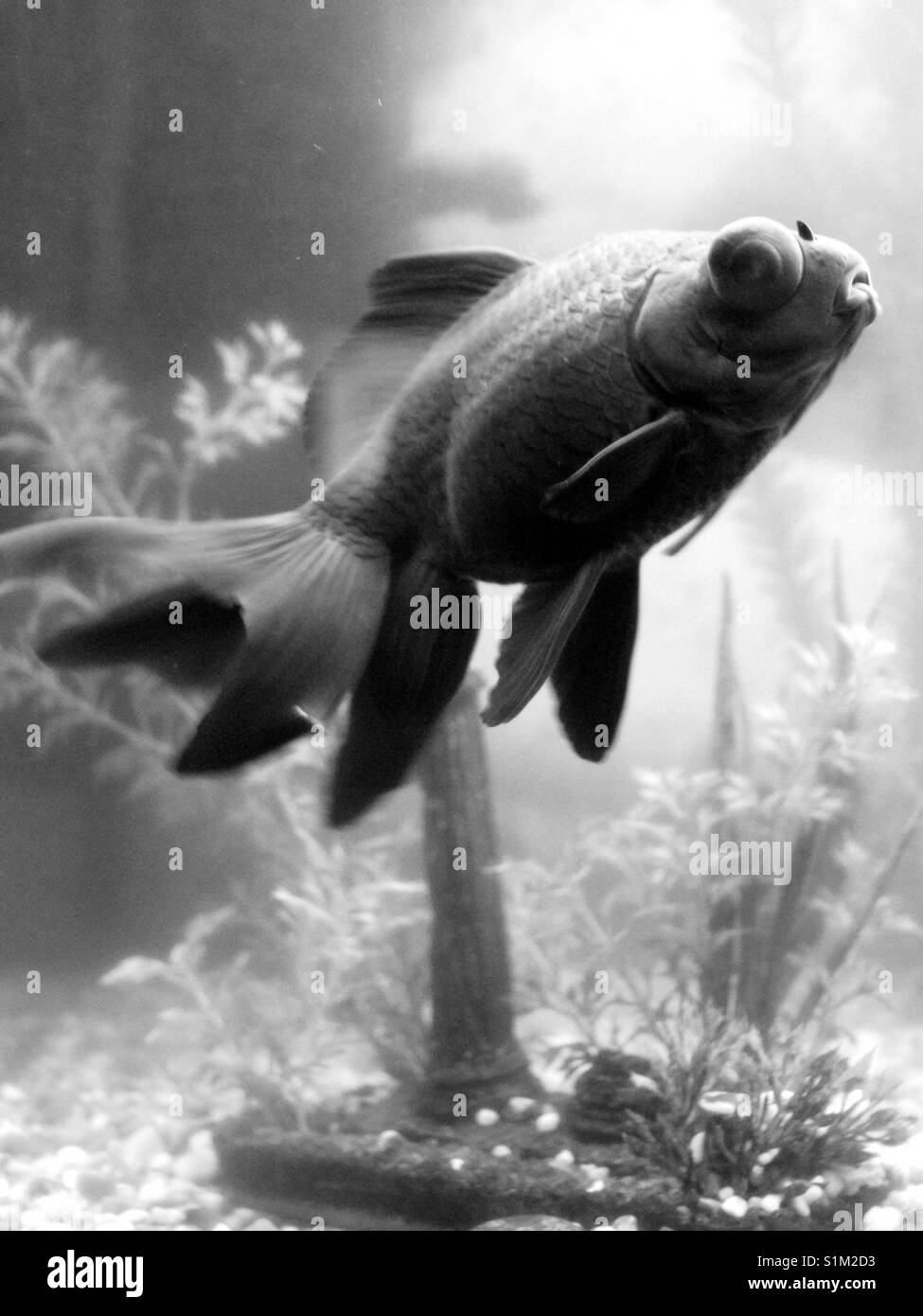 Black moor fish Foto e Immagini Stock in Bianco e Nero - Alamy