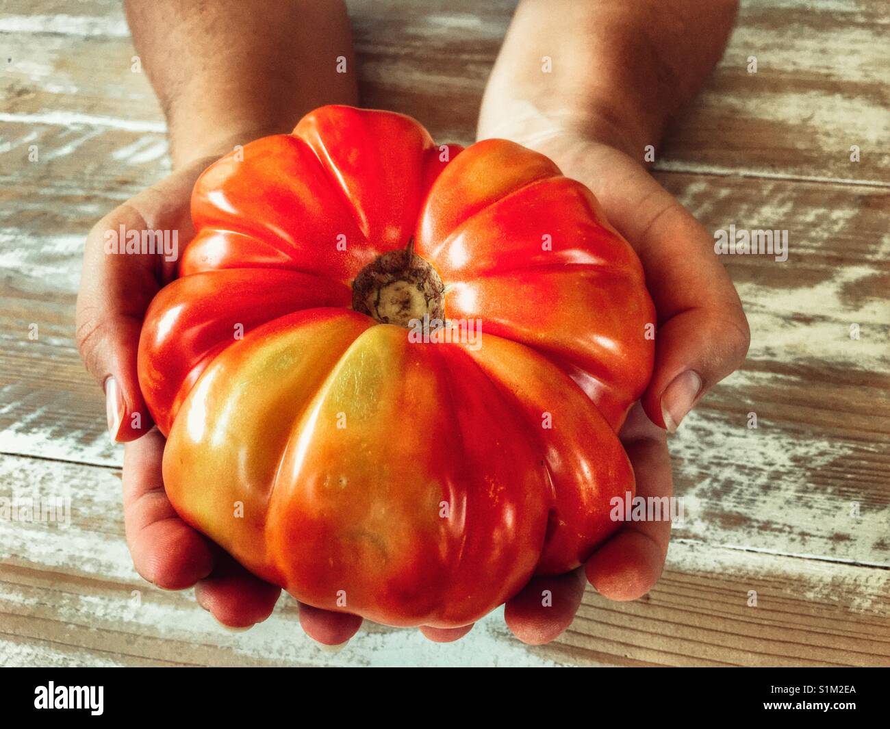 Carni bovine enorme di pomodoro, svoltasi a due mani. - Immagine stock catturata con smartphone