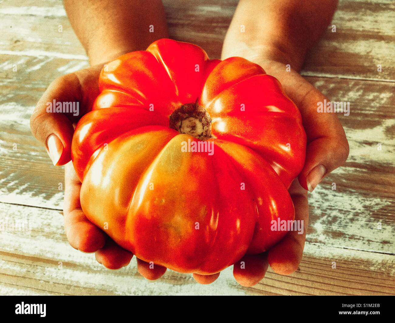 Carni bovine enorme di pomodoro, svoltasi a due mani. - Immagine stock catturata con smartphone