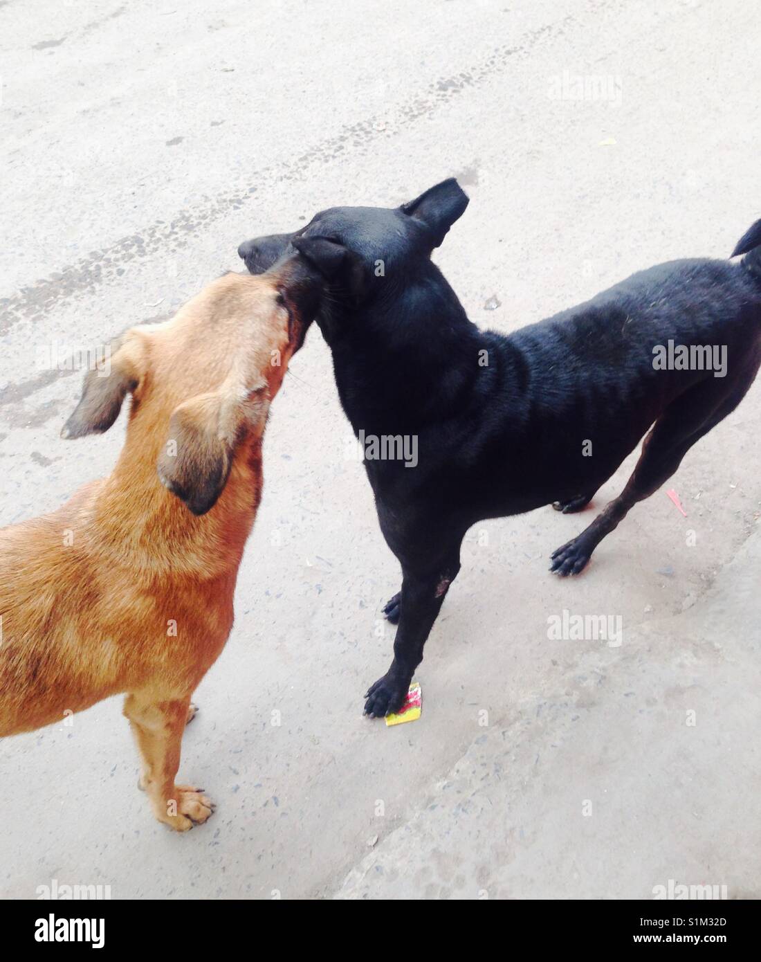L amore è amore ,non vi è alcuna discriminazione tra questi cani intelligenti Foto Stock