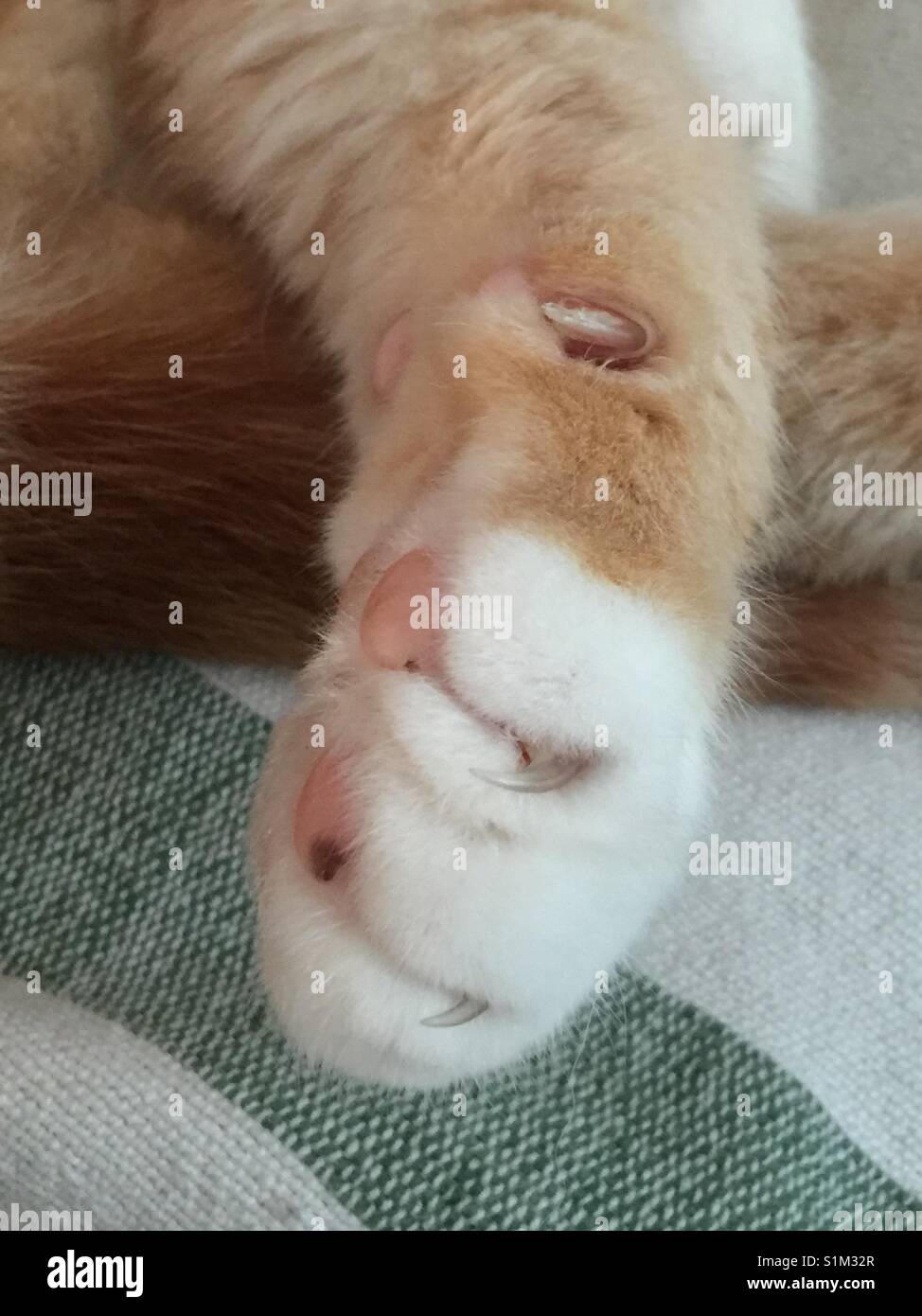 Lo zenzero gatto zampa con dita bianche, rosa pastiglie e artigli , dormire ma pronto al grande salto Foto Stock