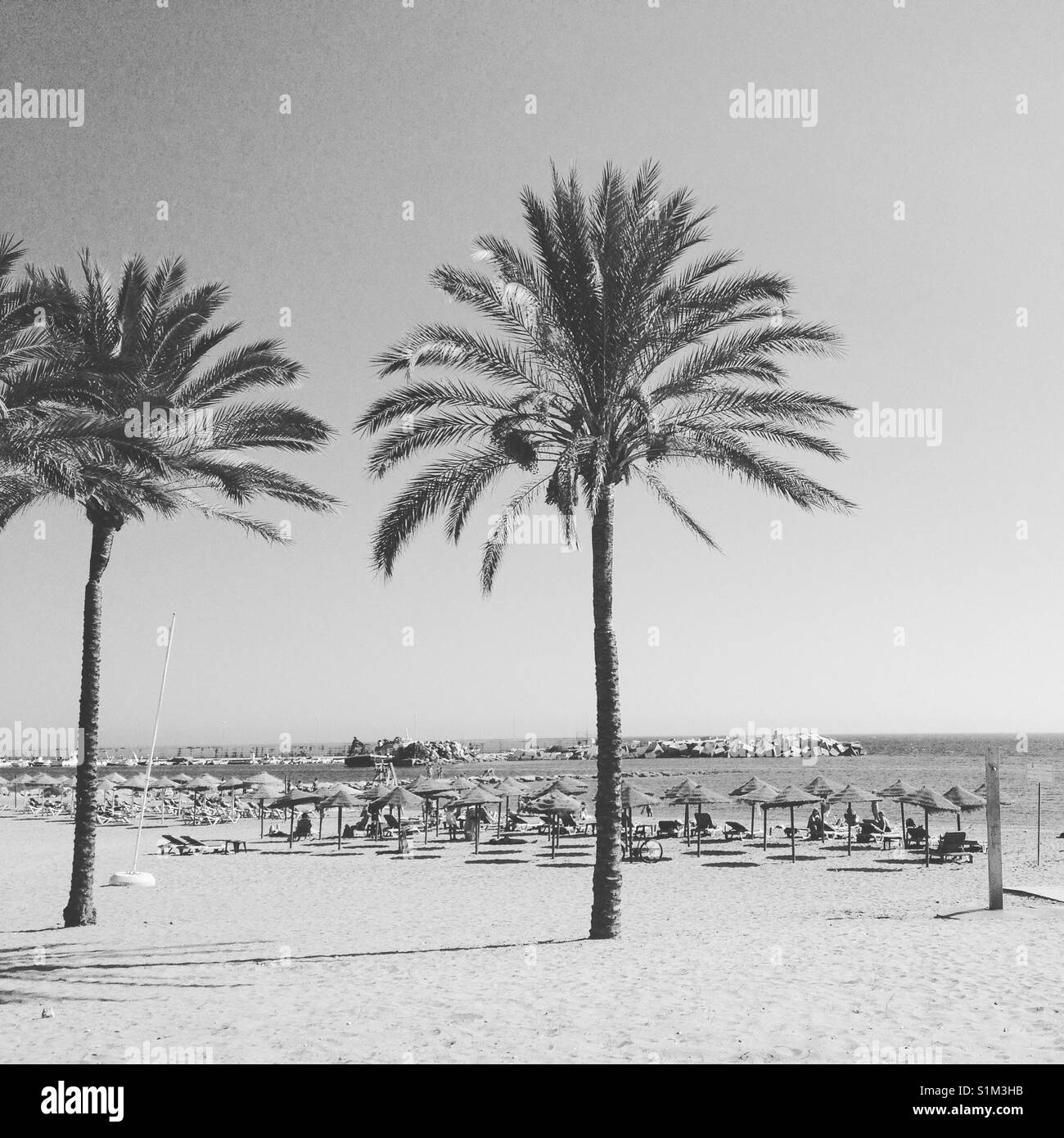 Le palme in Marbella, Spagna Foto Stock
