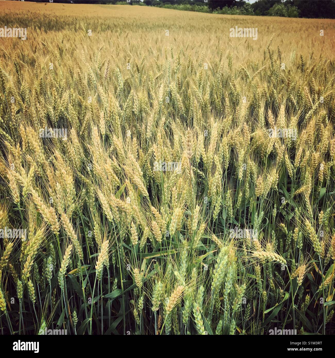 BreeZy campo di grano Foto Stock