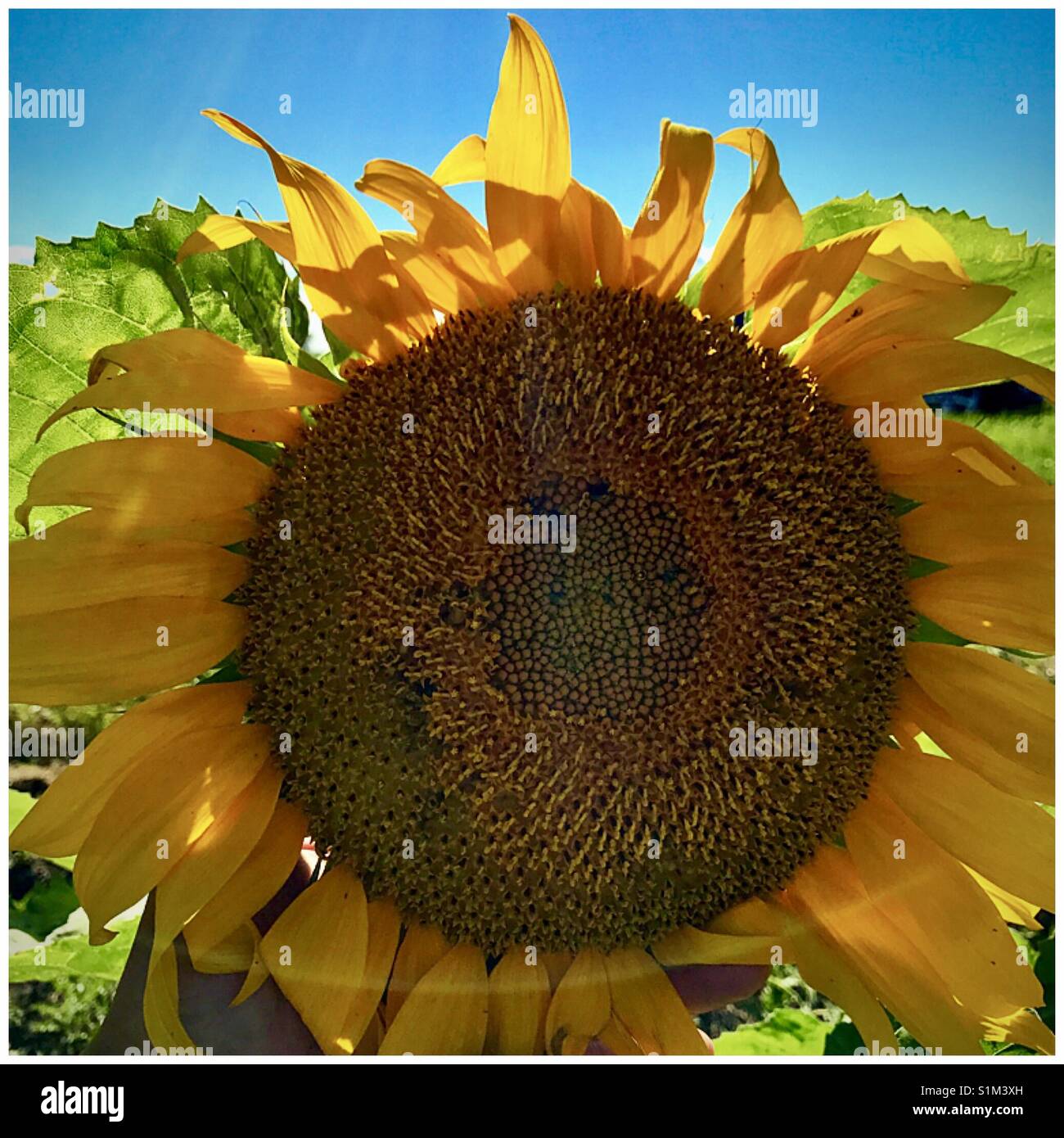 Girasole Foto Stock