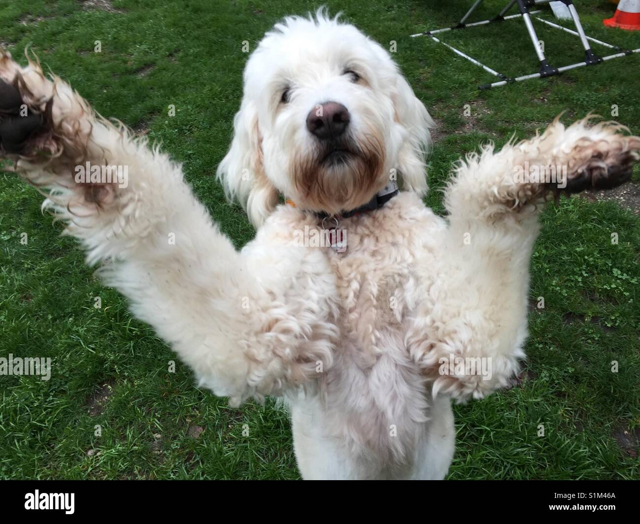 Goldendoodle, cane bianco sport, agilità, formazione, in piedi, guardando nella fotocamera, dog dancing, mobilità della formazione Foto Stock