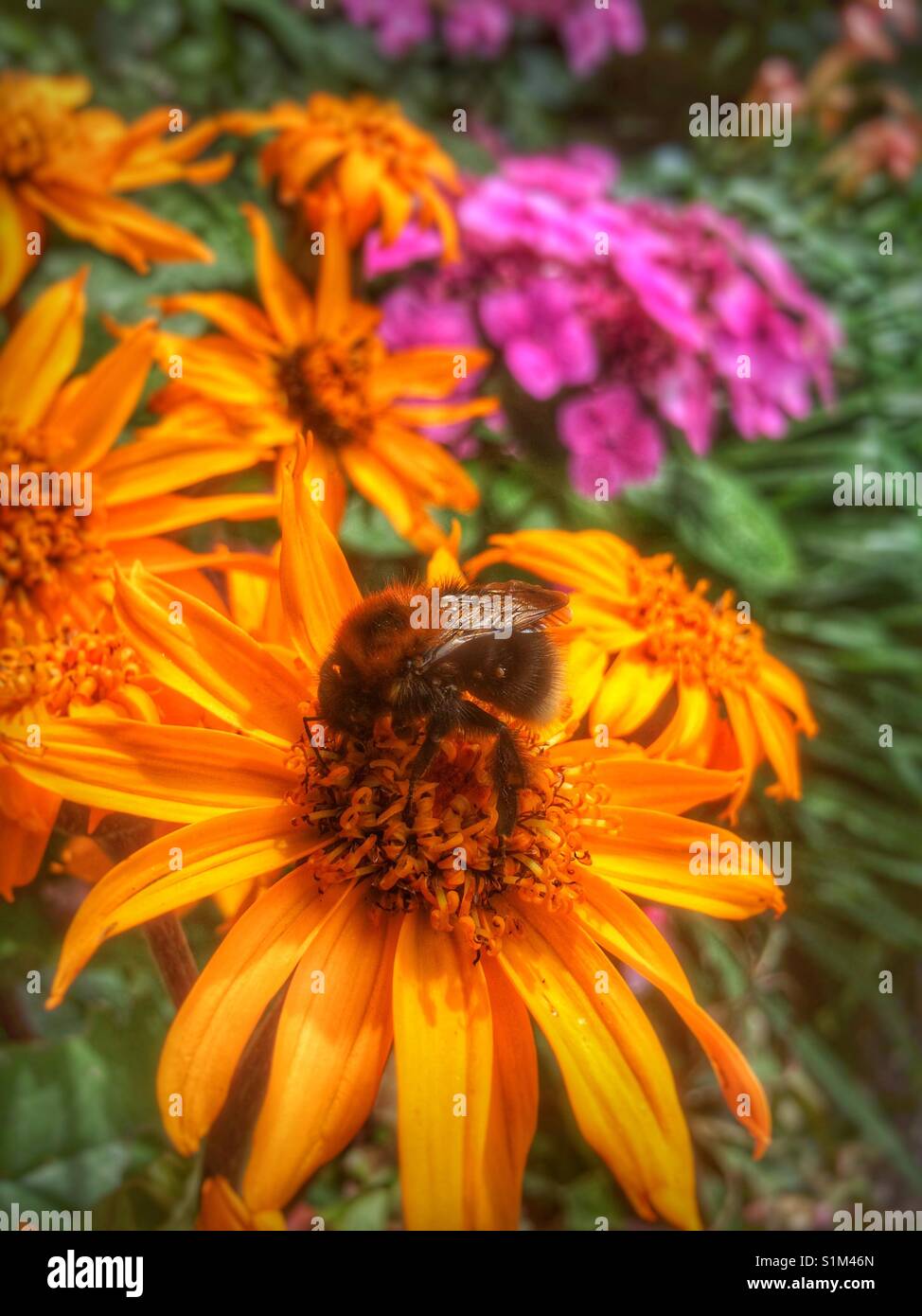 Primo piano di ape su fiori di rudbeckia Inghilterra Regno Unito Regno Unito Gran Bretagna - Immagine stock catturata con smartphone