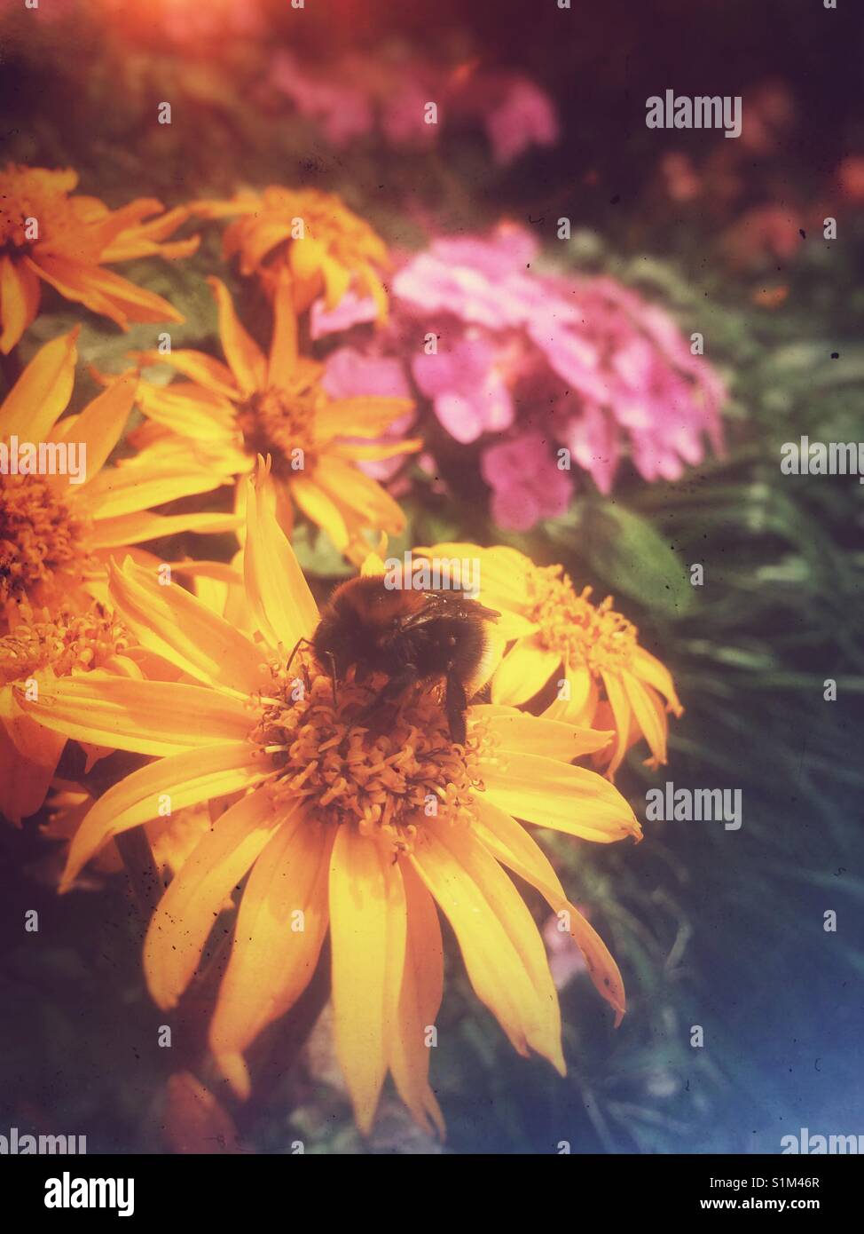 Primo piano di ape su fiori di rudbeckia Inghilterra Regno Unito Regno Unito Gran Bretagna - Immagine stock catturata con smartphone