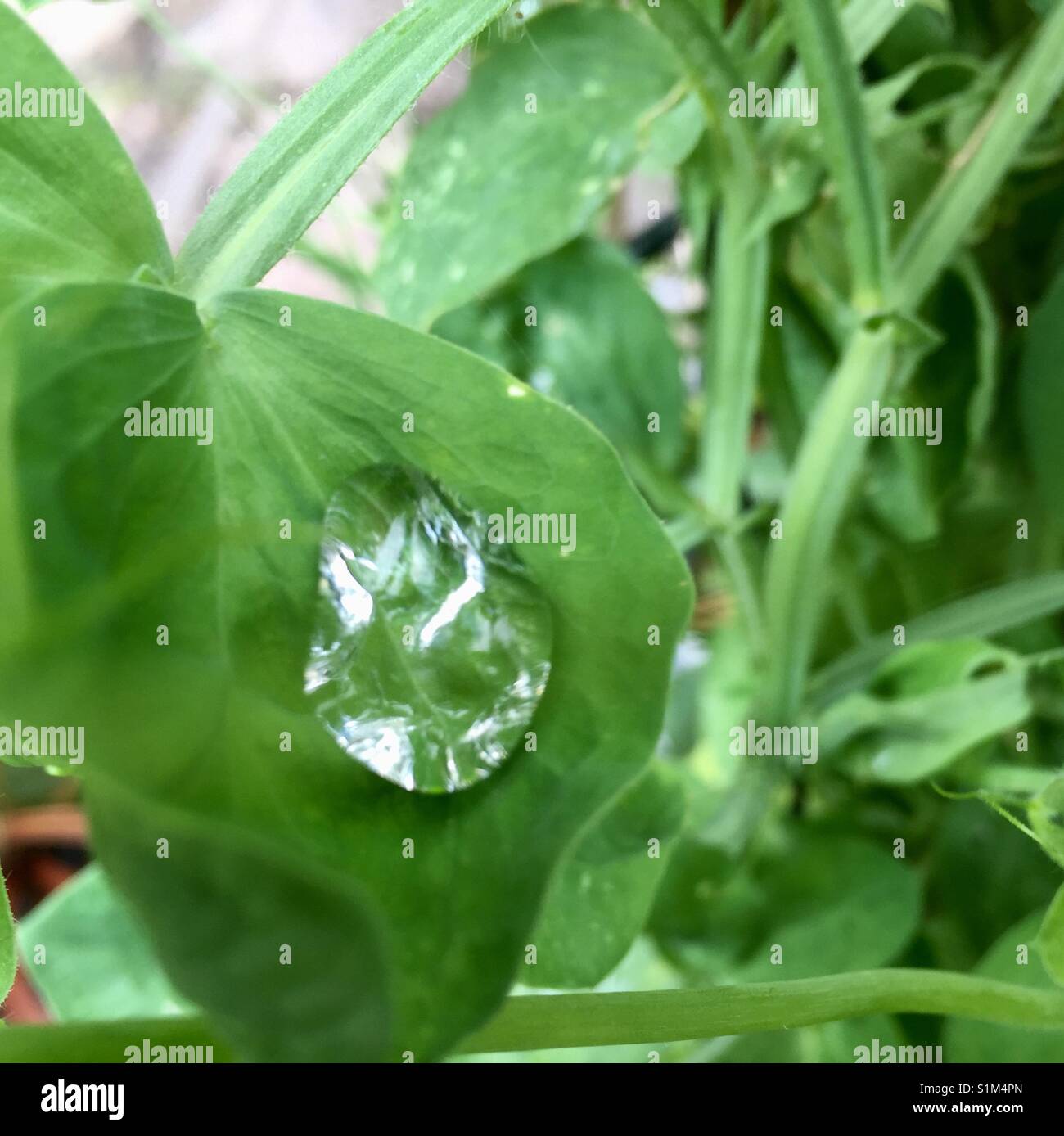 Goccia di acqua sulla lamina Foto Stock