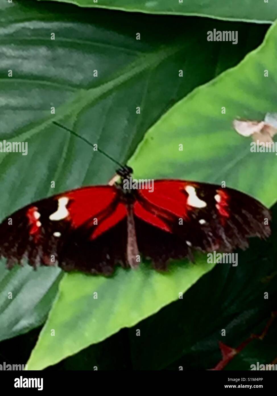 Butterfly a Chester Zoo Foto Stock