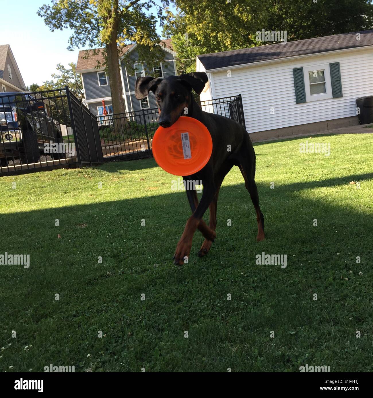 Doberman giocando frisbee! Foto Stock