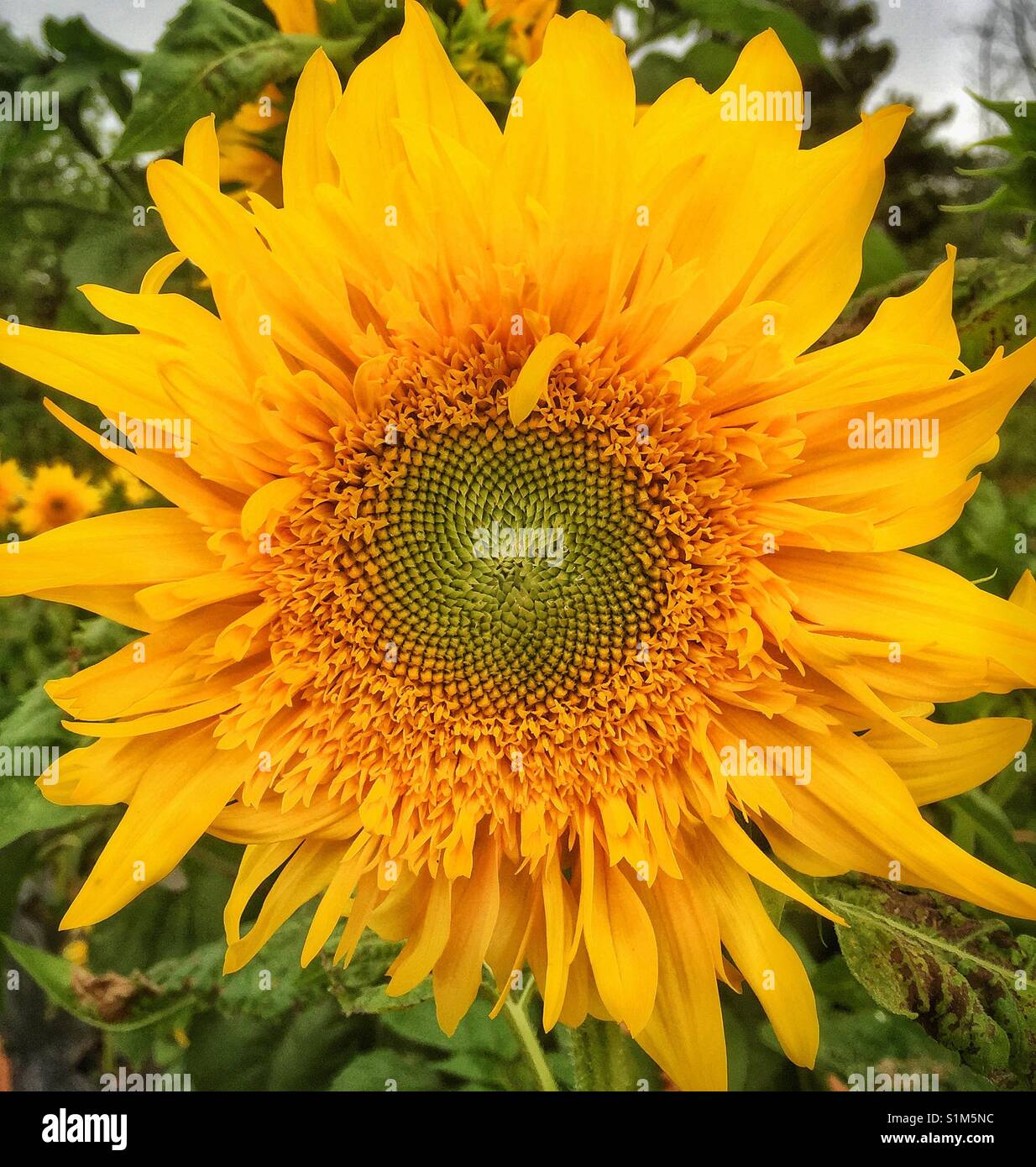 Girasole 'Starburst Aura' - Immagine stock catturata con smartphone