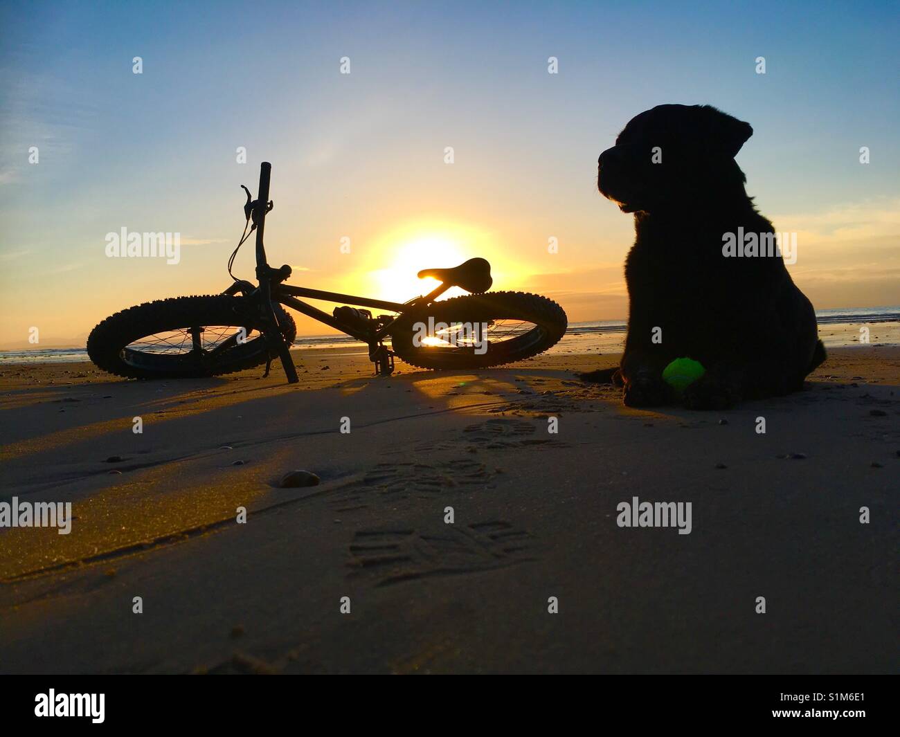 Beach dog, tramonto, Fatbike Foto Stock