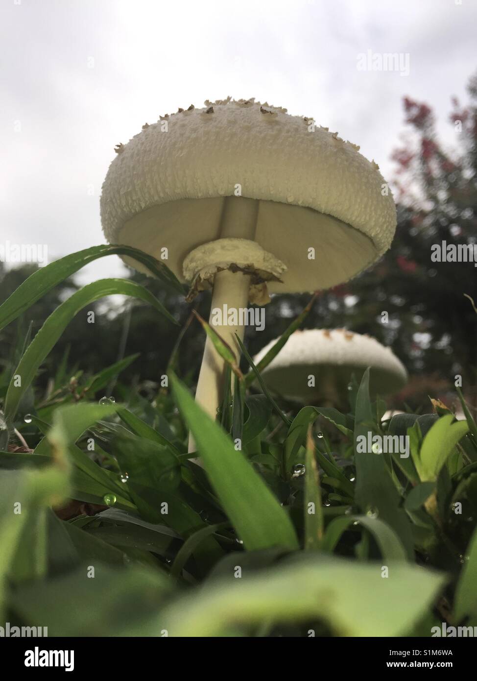 Funghi a partire dal livello del suolo Foto Stock