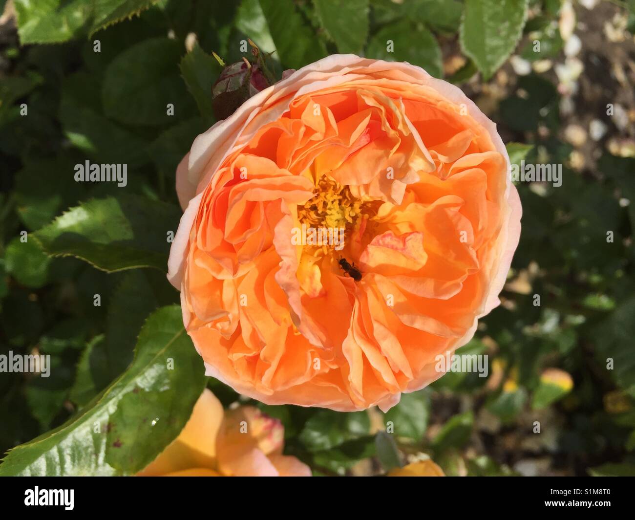 Floridunda a forma di rosette completamente a doppia Peach rose 'Sunlight Romantica". Single rose bloom con foglia verde sullo sfondo Foto Stock