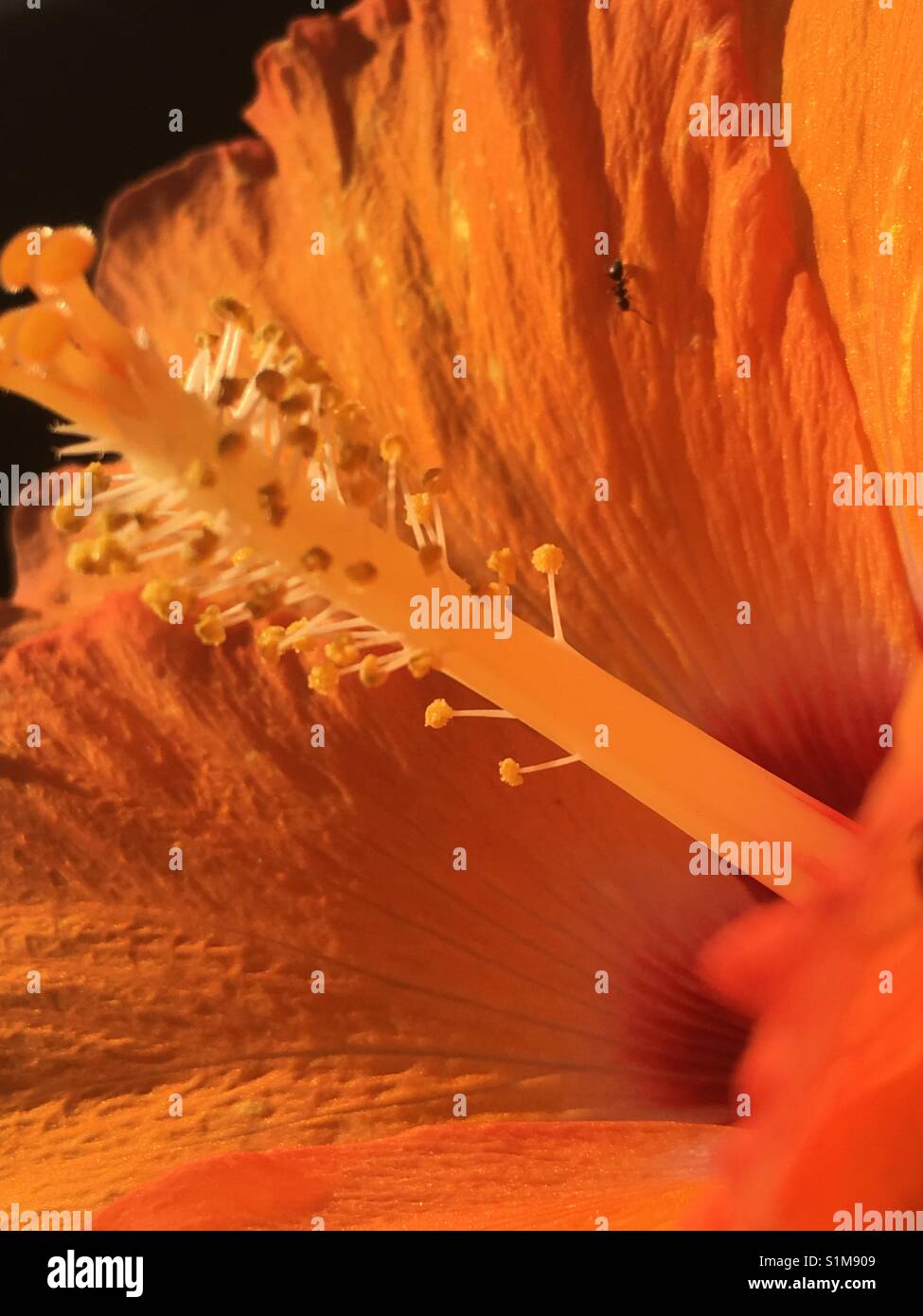 Guardando un arancio fiori di ibisco con ant su un petalo Foto Stock