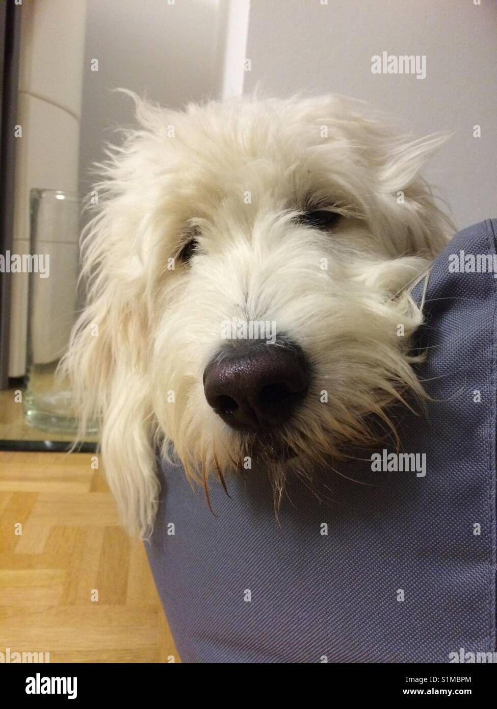 Goldendoodle nel letto dreambay, cane bianco, nero naso, weisser Hund guckt in die Kamera im liegend Hundebett auf Parkettboden Foto Stock
