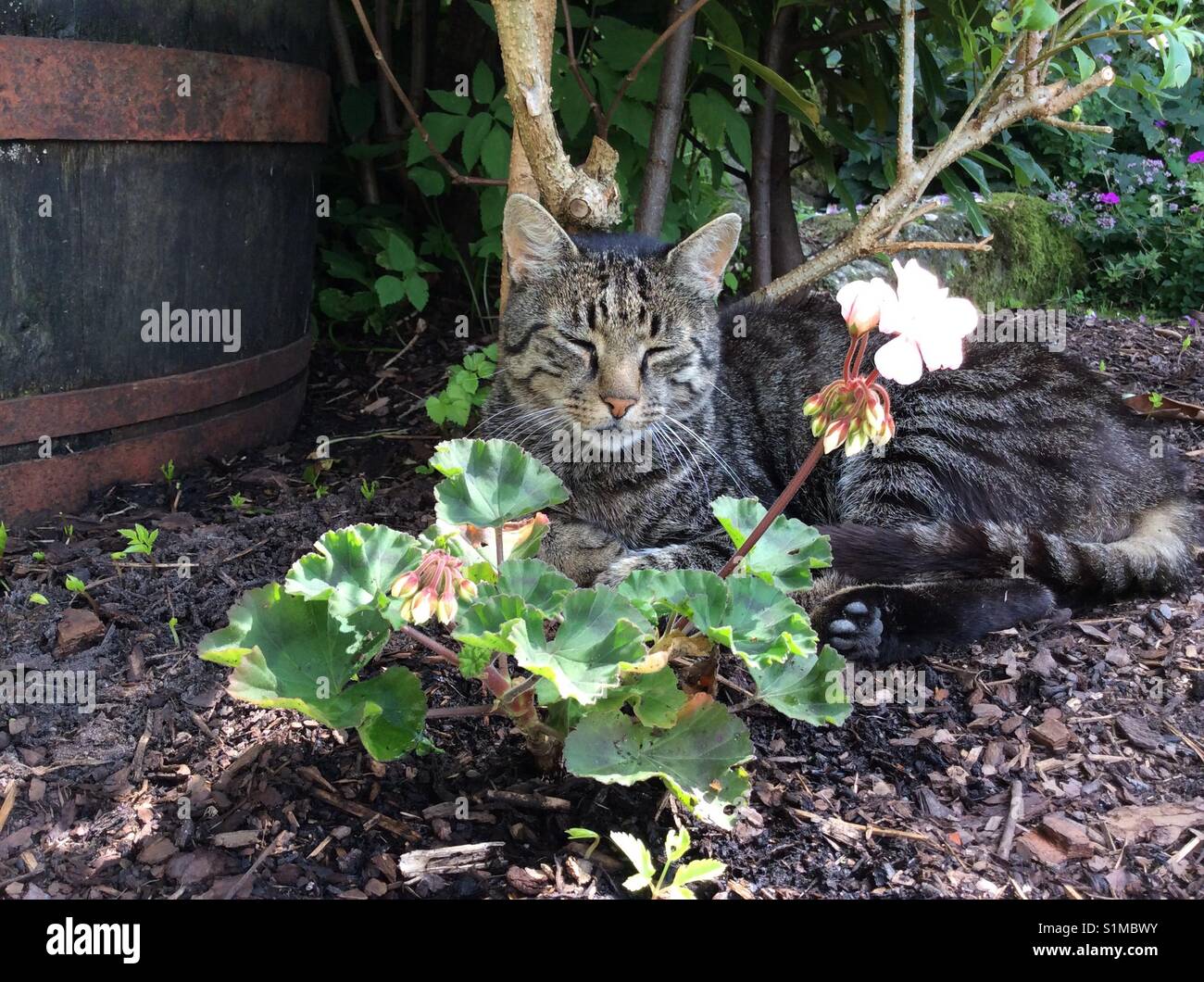 Il gatto domestico rilassante nel giardino Foto Stock