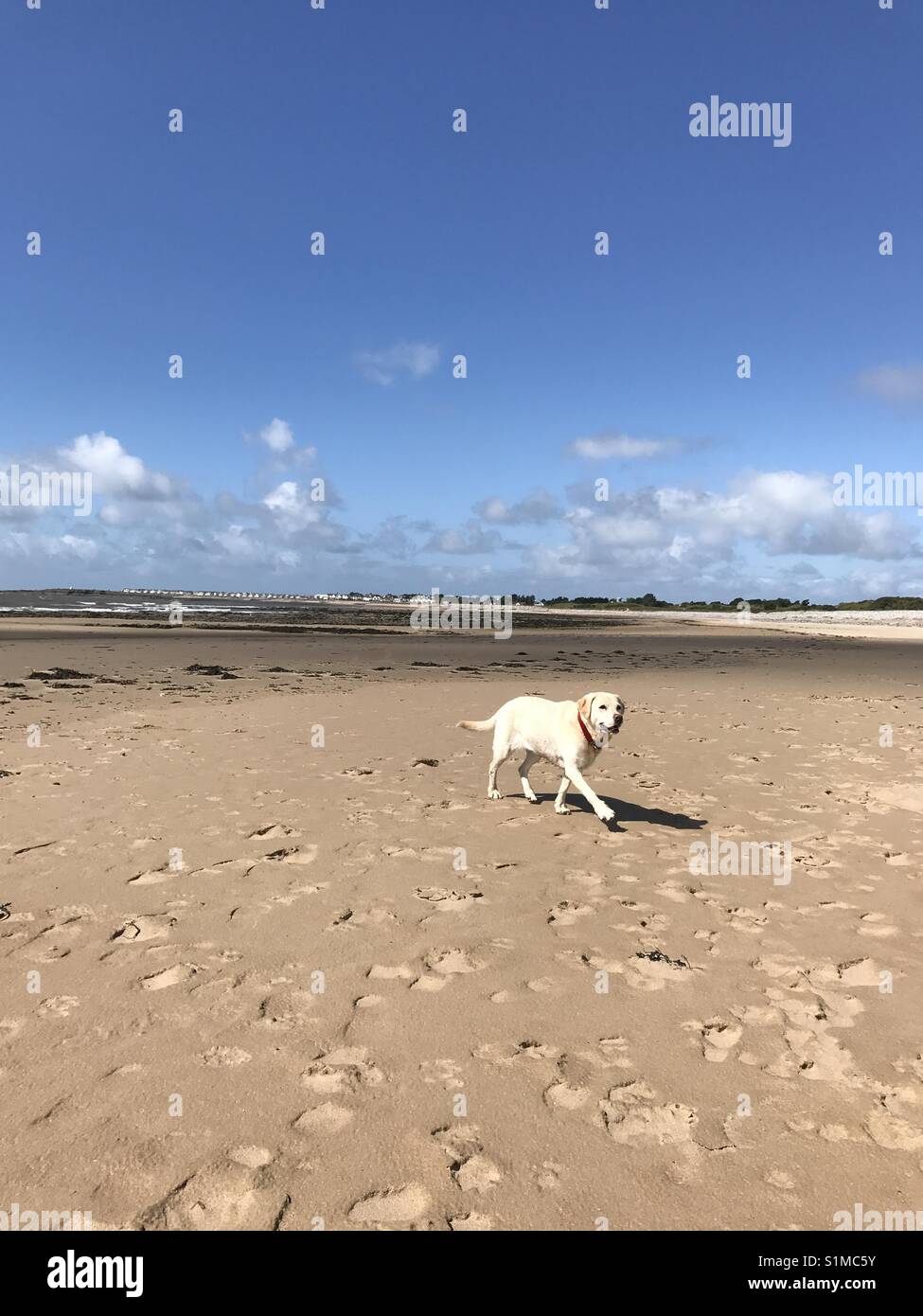 Newton Bay, Porthcawl, Galles - Agosto 2017: fuori per una passeggiata a piedi... un Golden Labrador passeggiate sulla spiaggia deserta Foto Stock